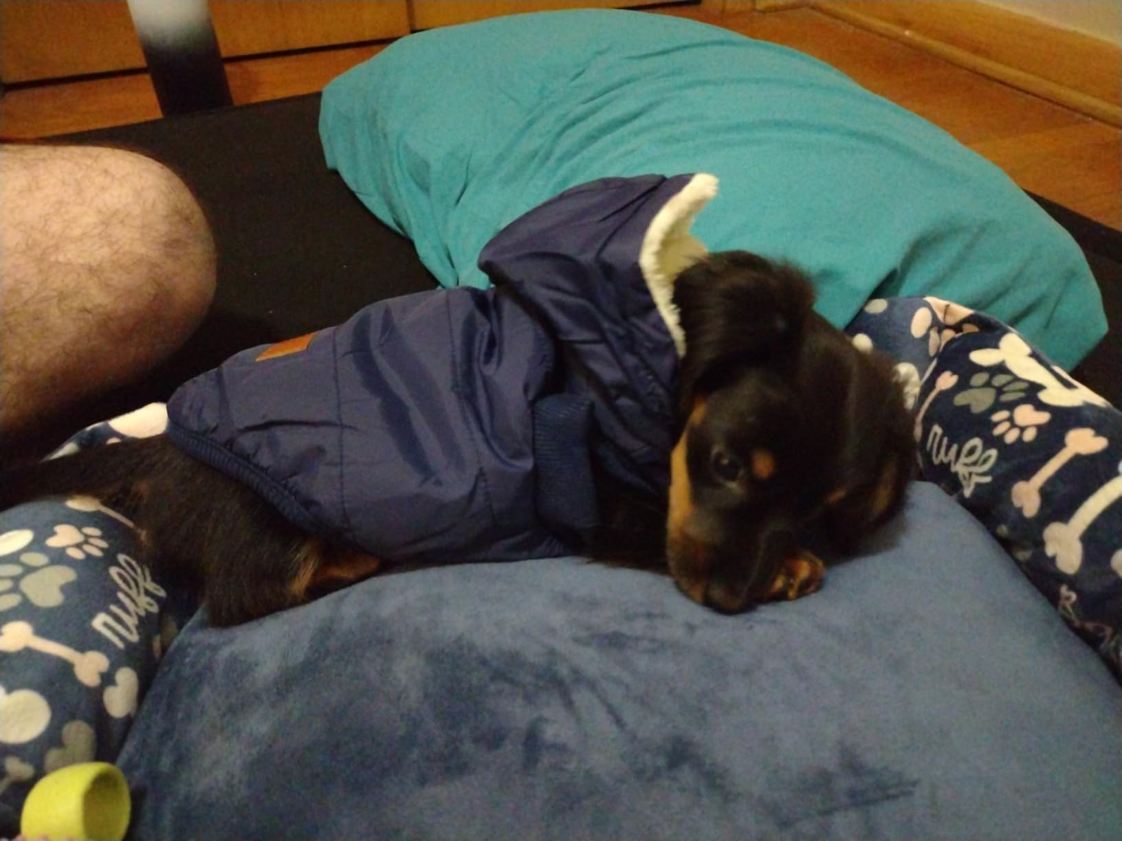 Vecomfy Fleece Lining Extra Warm Dog Hoodie in Winter for Small Dogs Jacket Puppy Coats with Hooded,Red M customer photo 1