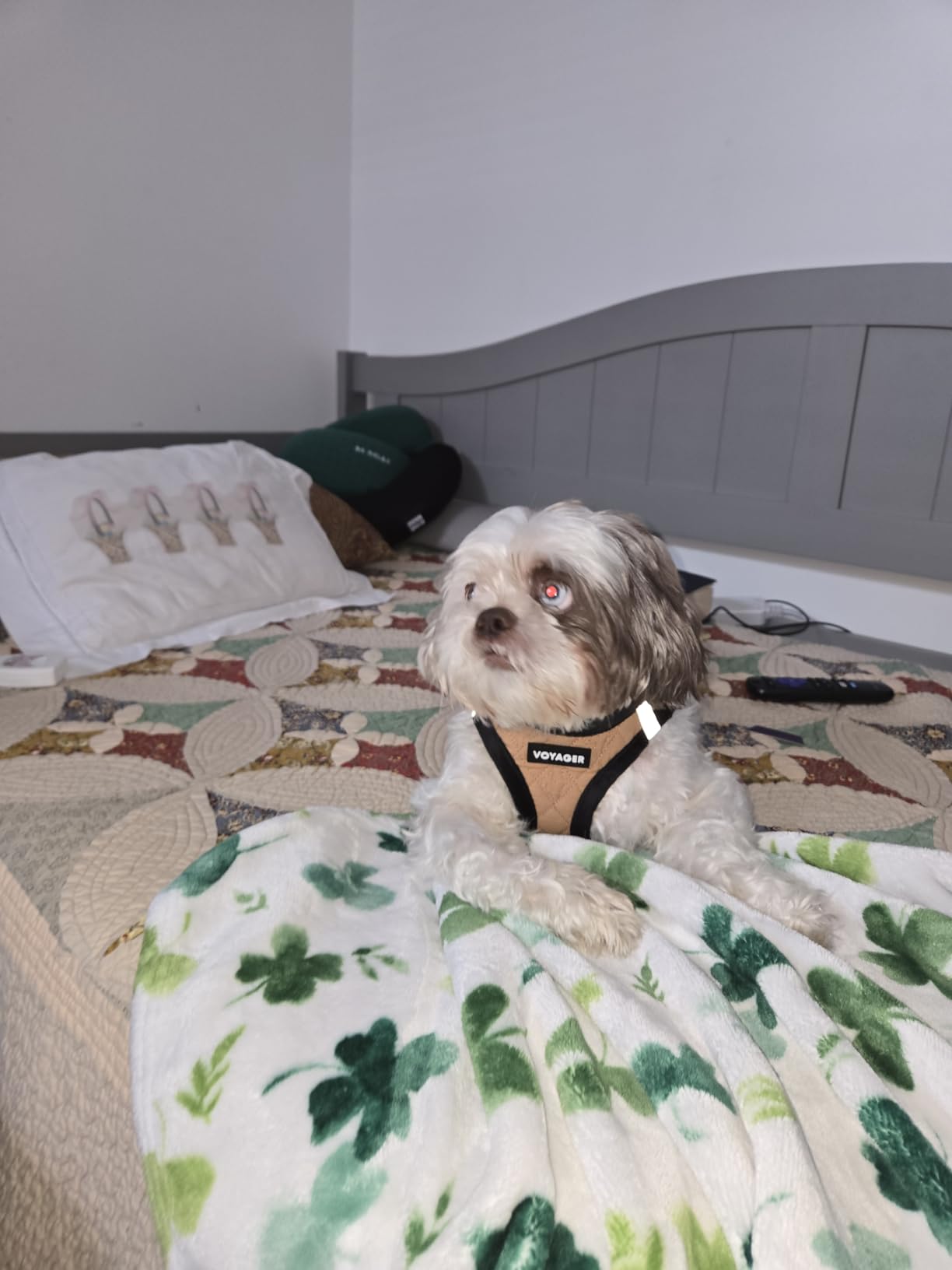 Best Pet Supplies - All Weather Plush, Reflective, No Pull Harness for Small, Medium Dogs, Cats - Secure with Hook & Loop Fastener, Buckle, Double D-Rings - Beige Plush, S customer photo 1