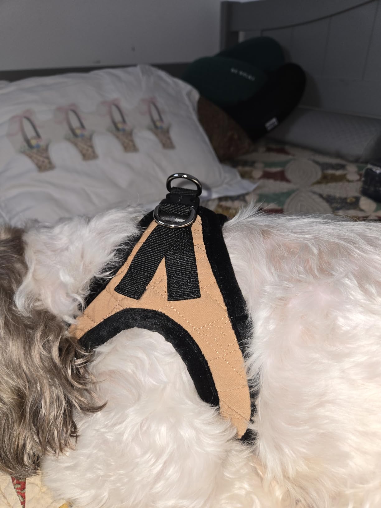 Best Pet Supplies - All Weather Plush, Reflective, No Pull Harness for Small, Medium Dogs, Cats - Secure with Hook & Loop Fastener, Buckle, Double D-Rings - Beige Plush, S customer photo 2