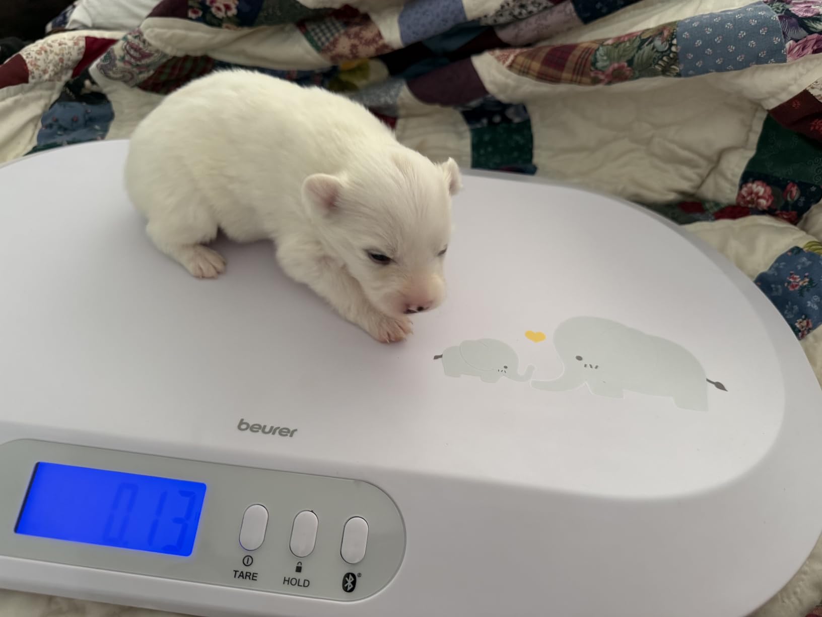 Beurer BY90 Baby Scale, Pet Scale, Digital, with Measuring Tape, tracking weight with App | For: Infant, Newborn, Toddler /Puppy, Cat - Animals | LCD Display, weighs Lbs/Kg/Oz Highly accurate customer photo 1