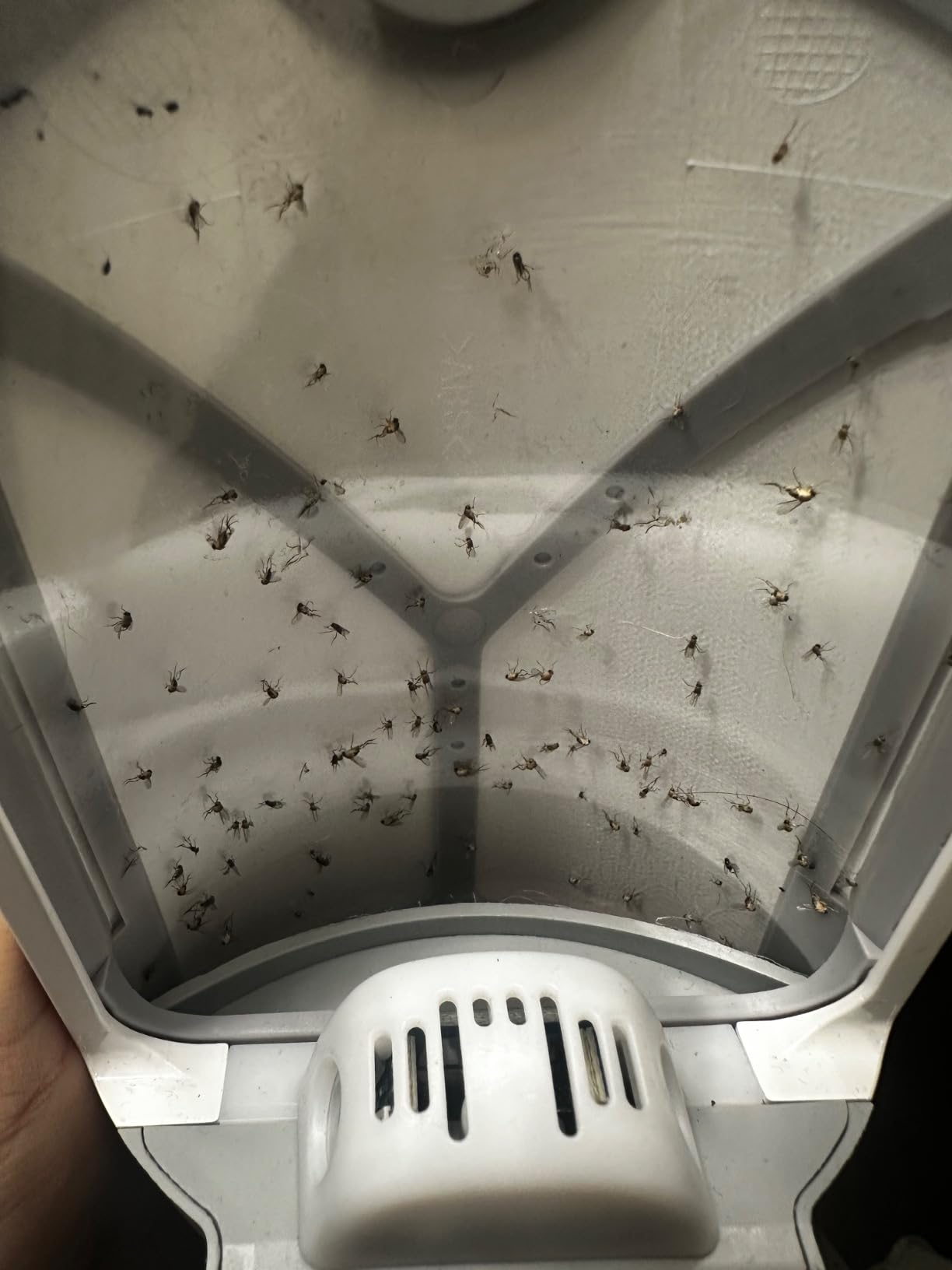 Zevo Flying Insect Trap & Cartridge - Plug in Fly Trap & Indoor Bug Catcher for Gnats, House & Fruit Flies - Mess-Free - Use in Any Room - Uses Blue & UV Light customer photo 1