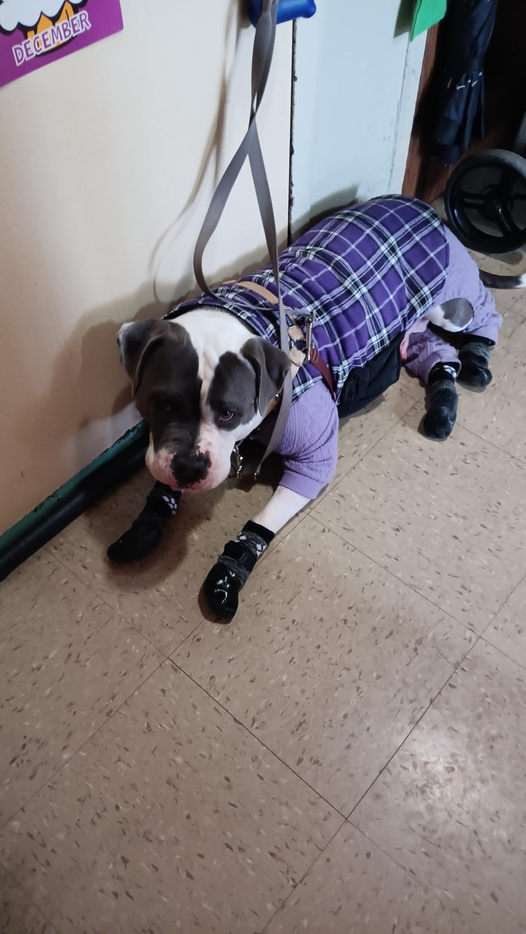 Kuoser Waterproof Dog Coat, Reversible Dog Jacket for Small Dogs, Adjustable Durable Doggie Winter Coat Warm Cozy Puppy Cold Weather Apparel from Small to Large Breed, Purple S customer photo 1