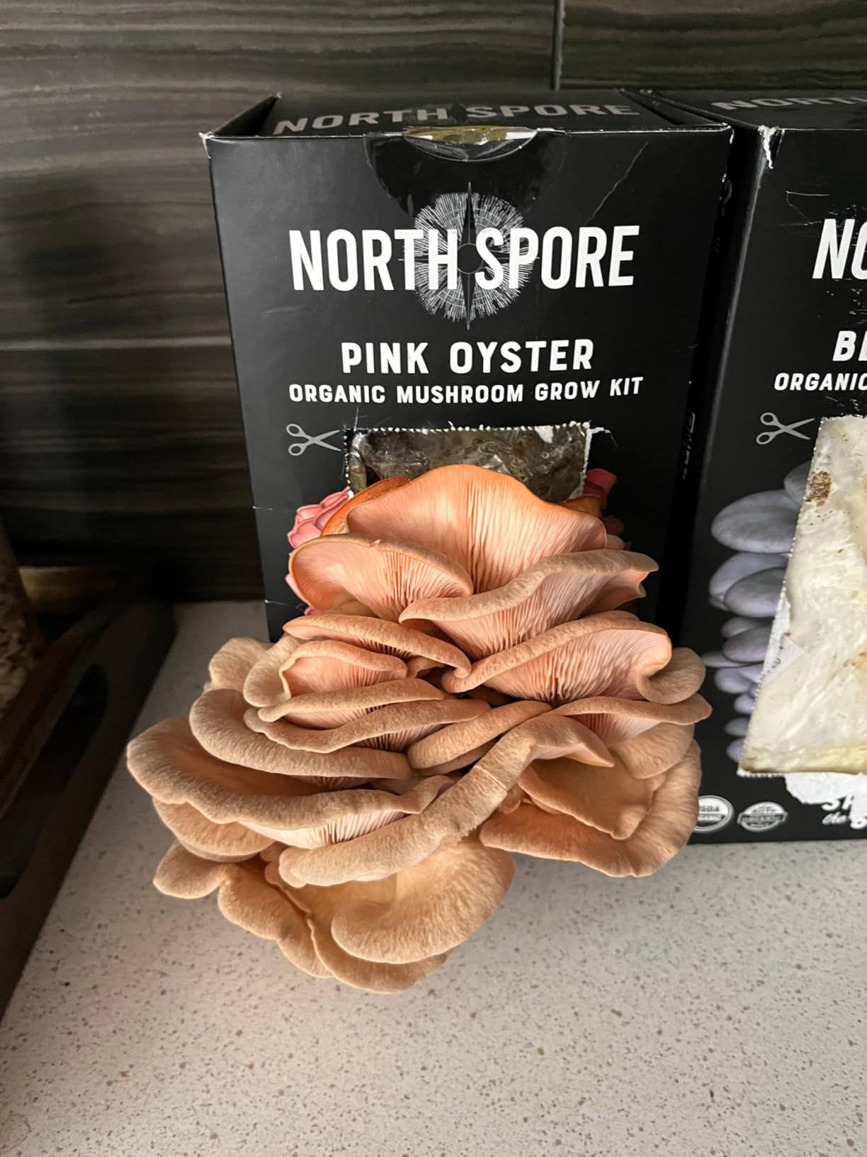 North Spore Organic Pink Oyster Mushroom Spray & Grow Kit (4 lbs) | USDA-Certified Organic, Non-GMO, Beginner-Friendly & Easy to Use | Handmade in Maine, USA customer photo 2