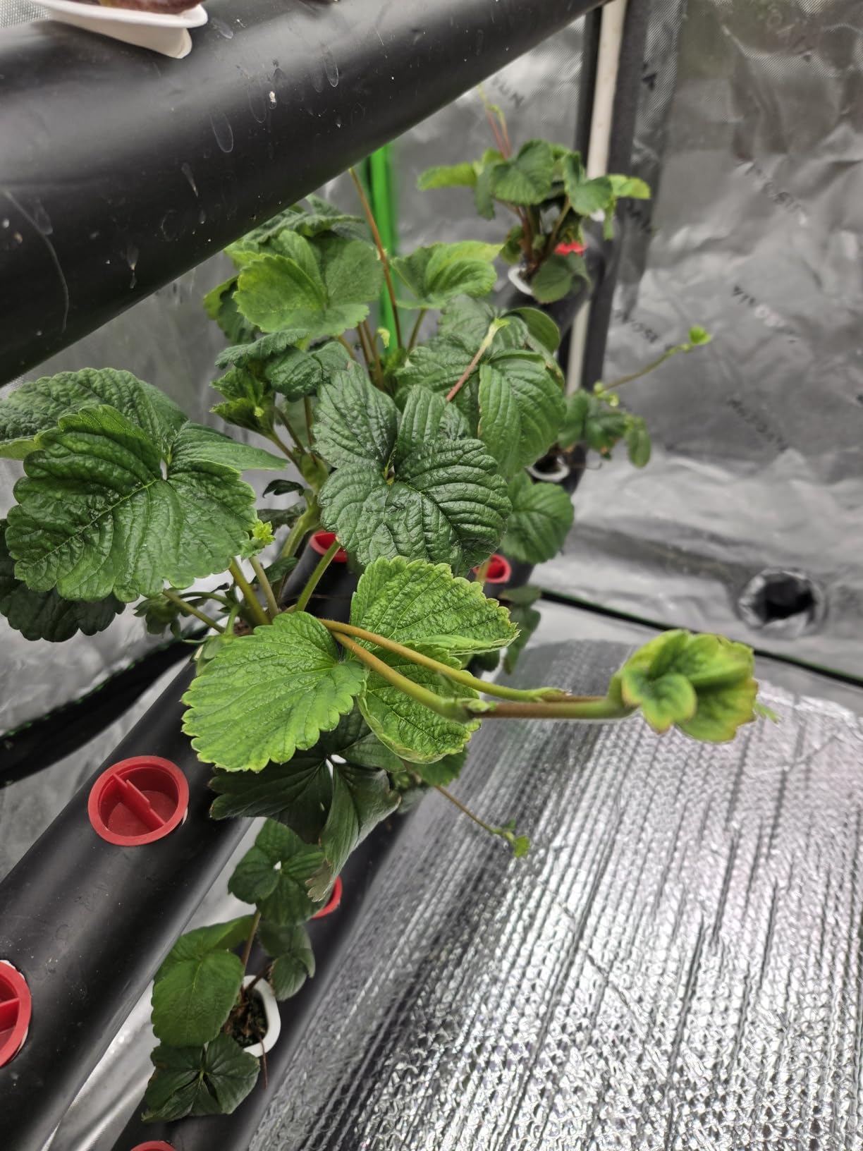 VIVOSUN Hydroponics Growing System 90 Plant Sites, 3 Layers 10 Food-Grade PVC-U Pipes Hydroponic Gardening System Grow Kit with Water Pump, Pump Timer, Nest Basket and Sponge customer photo 2
