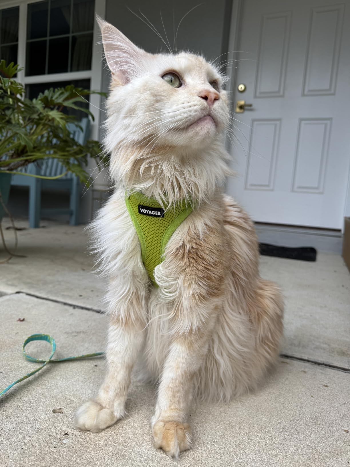 Voyager Step-in Pet Harness - All Weather Mesh, Adjustable Step in Harness for Cats and Dogs by Best Pet Supplies, Pink, S customer photo 1