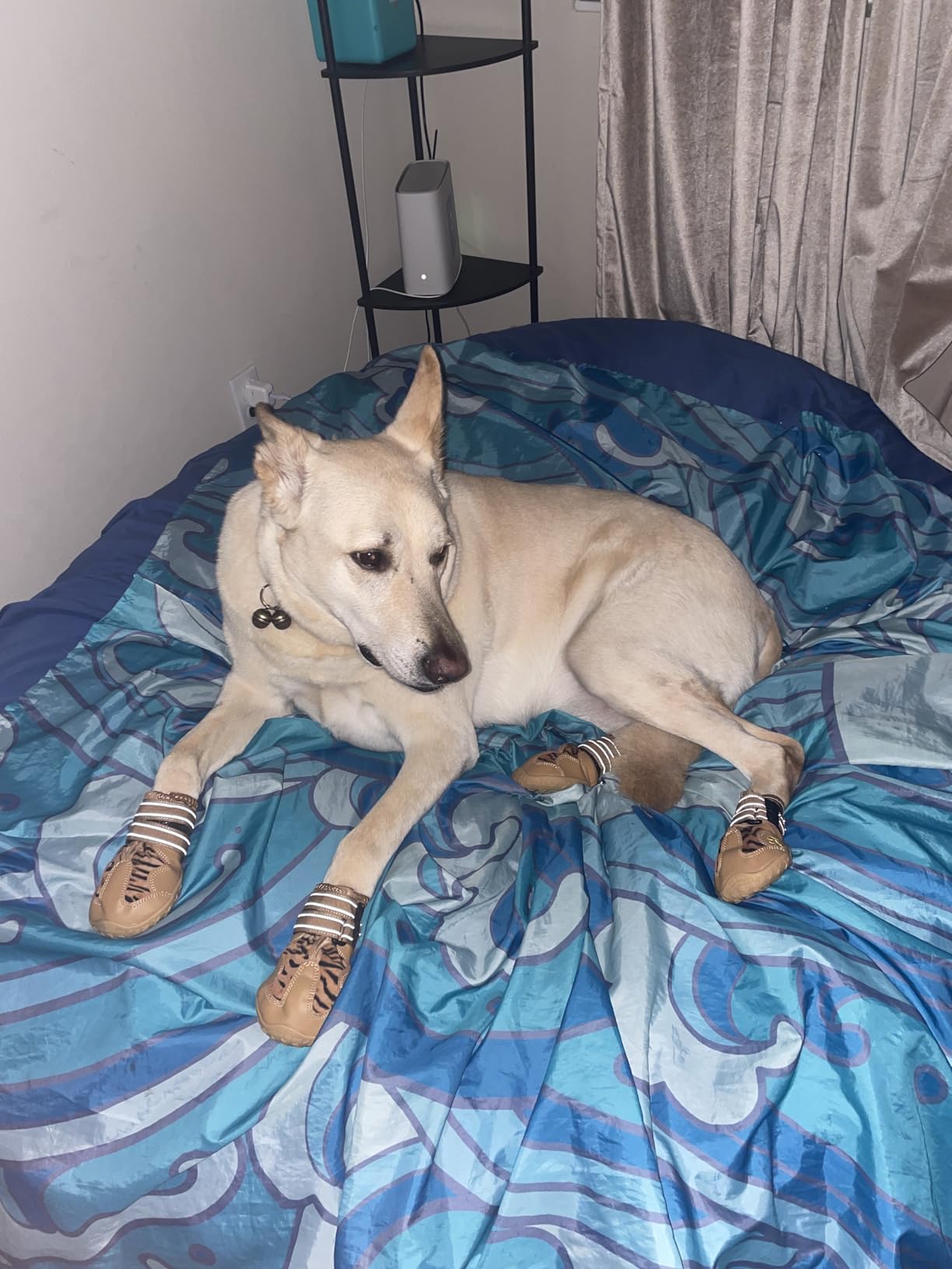 XSY&G Dog Boots, Waterproof Dog Shoes, Dog Booties with Reflective Rugged Anti-Slip Sole and Skid-Proof, Outdoor Dog Shoes for Medium to Large Dogs 4Pcs-Size6 customer photo 2