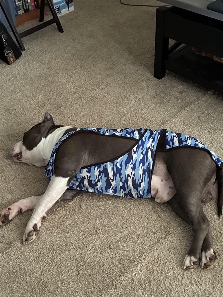 Dog Cooling Vest - 2-Layer Cooling with Soft Microfiber Fabric - Lightweight, Adjustable and Comfortable - UV Protection for Small to Large Dogs - Relief in Hot Weather (Pink, Large) customer photo 1