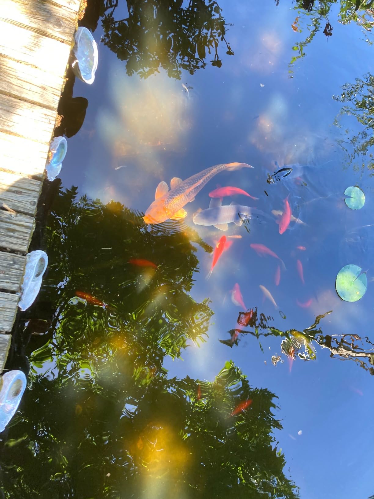 Jebao PU-36 Pond and Aquarium Clarifier, 36-watt customer photo 1