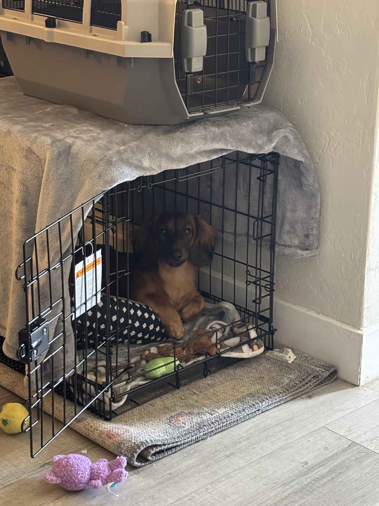 Amazon Basics Portable, Foldable Metal Wire Dog Crate with Removable Tray, Divider Panel, Easy to Assemble, for Large Dogs, 48 x 30 x 32.5 in customer photo 2