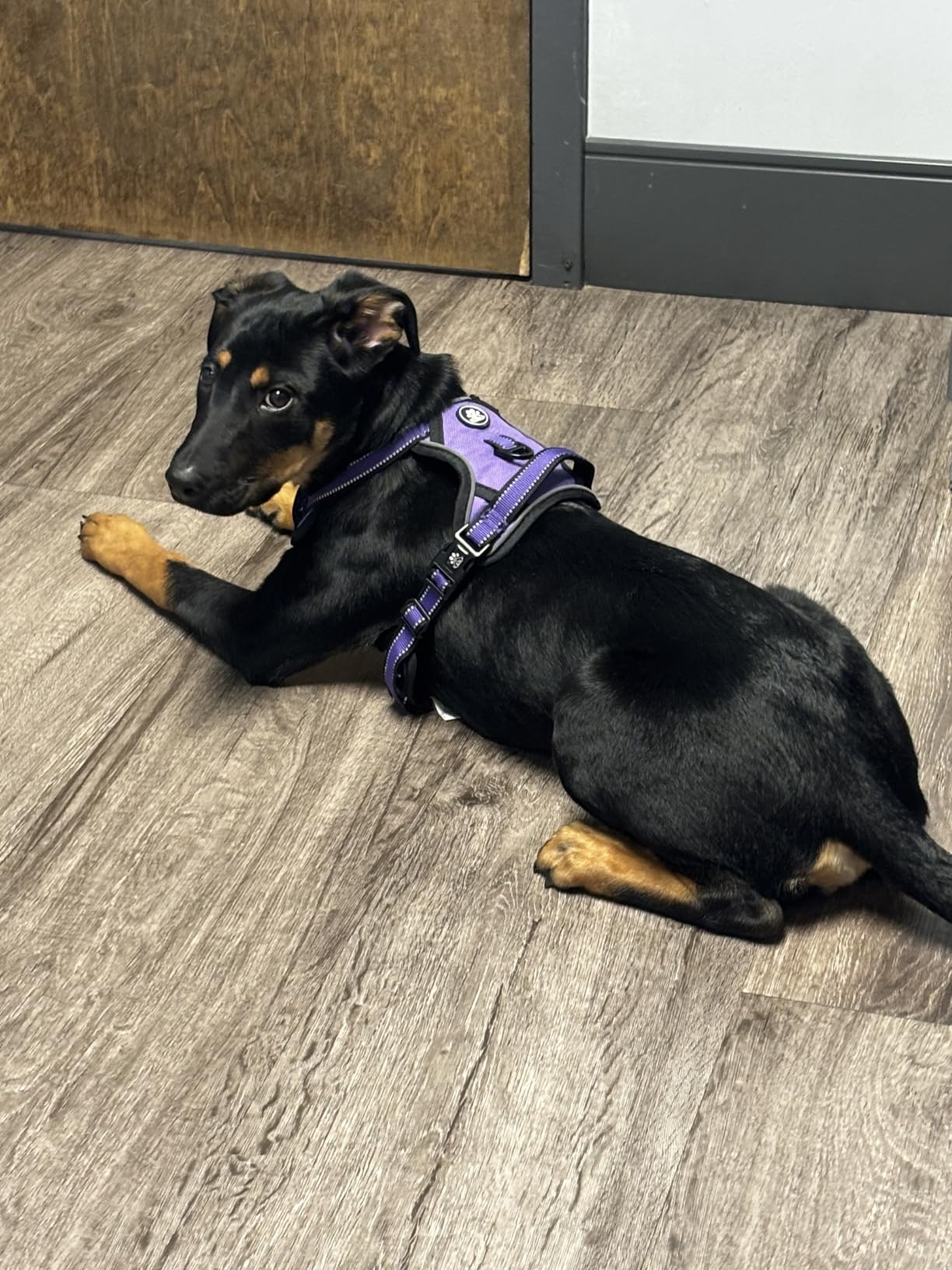 IVY and LANE No Pull Dog Harness for Small Dogs, Dog Vest Harness with Leash, Safety Belt and Storage Strap, Fully Adjustable Harness, 360 Degree Reflective Strip, Soft Handle, Purple, S customer photo 1