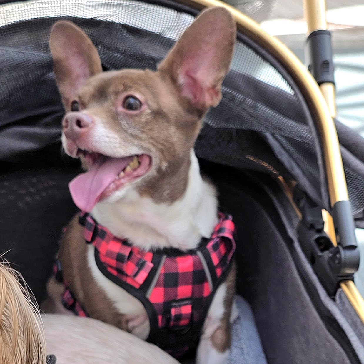 IVY and LANE No Pull Dog Harness for Small Dogs, Dog Vest Harness with Leash, Safety Belt and Storage Strap, Fully Adjustable Harness, 360 Degree Reflective Strip, Soft Handle, Purple, S customer photo 2