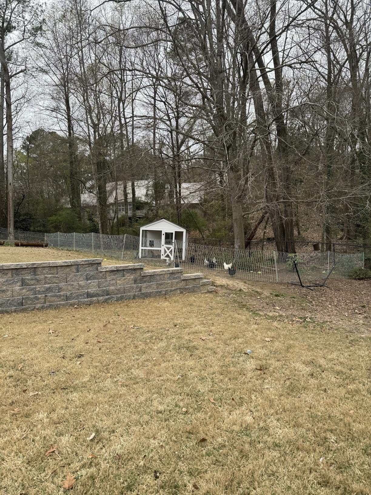 RentACoop Poultry Netting Electric Fence - Electric Poultry Enclosure for Chickens, Ducks, Turkeys - Suitable for 4 Week Old Chickens/Older and Adult Poultry - Energizer Not Included - 168' L x 42