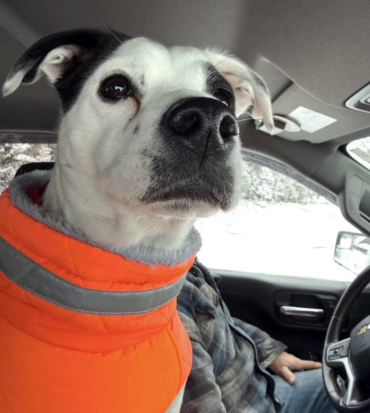 Lelepet Warm Dog Winter Coat Cold Weather Jacket Windproof Reflective Turtleneck Vest with Plush Neckline D-Ring for Leash Thick Fleece Lining Jacket Pet Apparel for Small Medium Large Dogs,xx-large customer photo 1