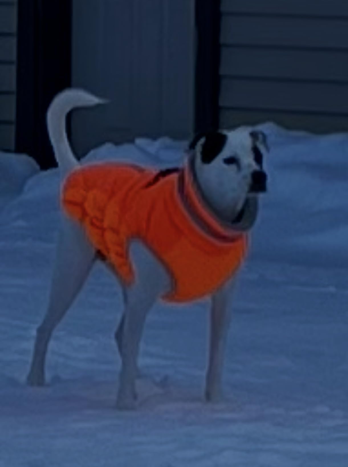 Lelepet Warm Dog Winter Coat Cold Weather Jacket Windproof Reflective Turtleneck Vest with Plush Neckline D-Ring for Leash Thick Fleece Lining Jacket Pet Apparel for Small Medium Large Dogs,xx-large customer photo 2