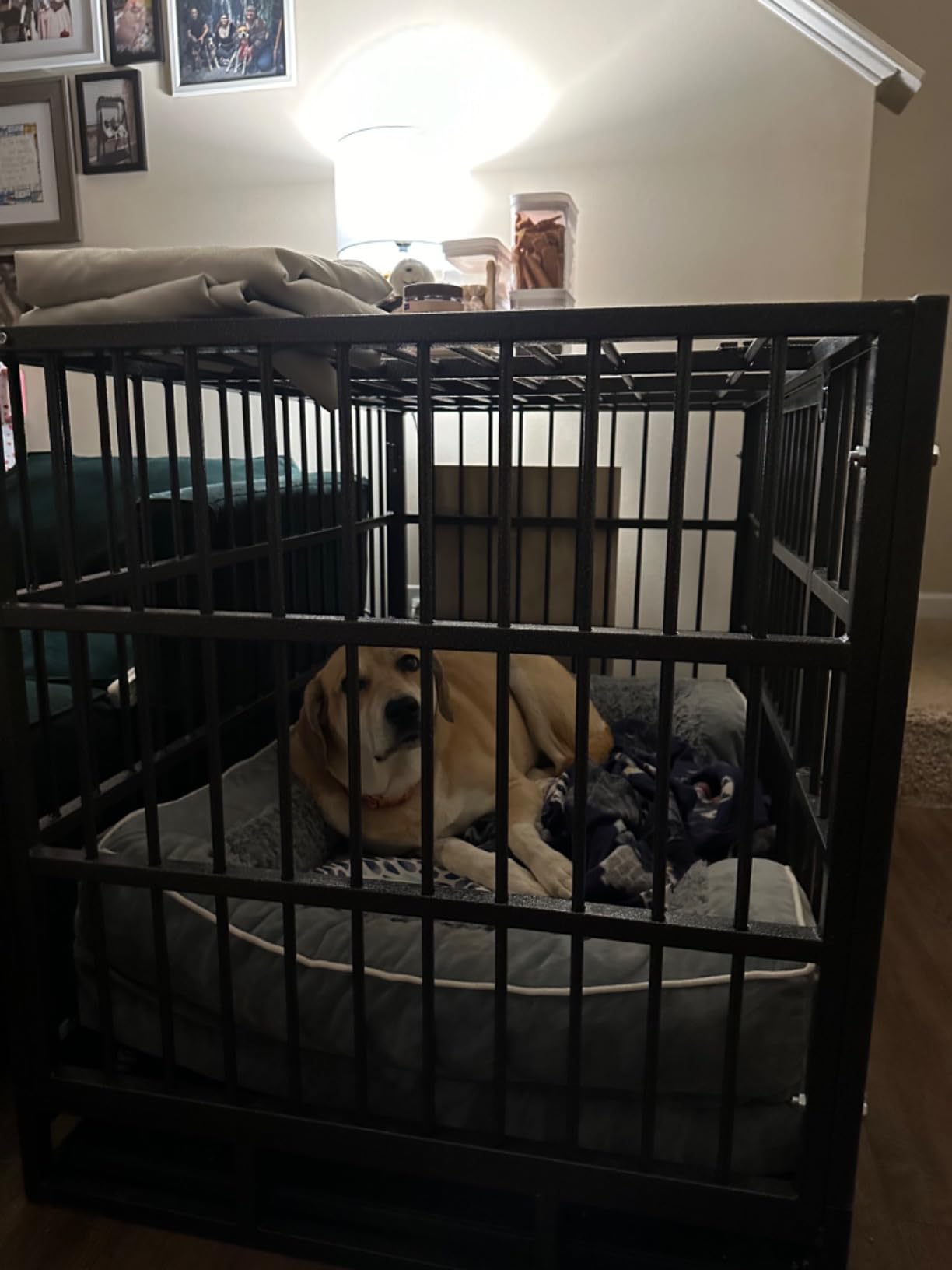 48 Inch Heavy Duty Dog Crate, Indestructible Escape-Proof Dog Kennel for High Anxiety Large Dogs, Strong Metal Pet Cage with Double Doors, Lockable Wheels & Removable Tray customer photo 1