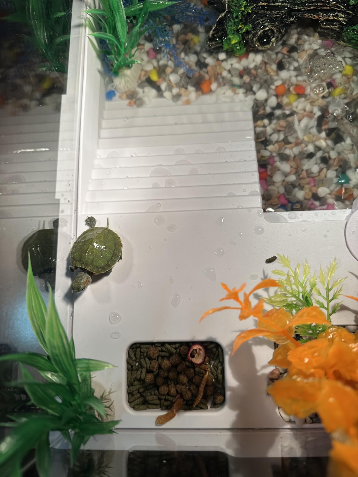 Small Turtle Starter Kit with Integrated Pump, Basking Light, Clear Acrylic 3-Layer Easy Cleaning Turtle Tank Aquarium for Small Reptiles customer photo 1