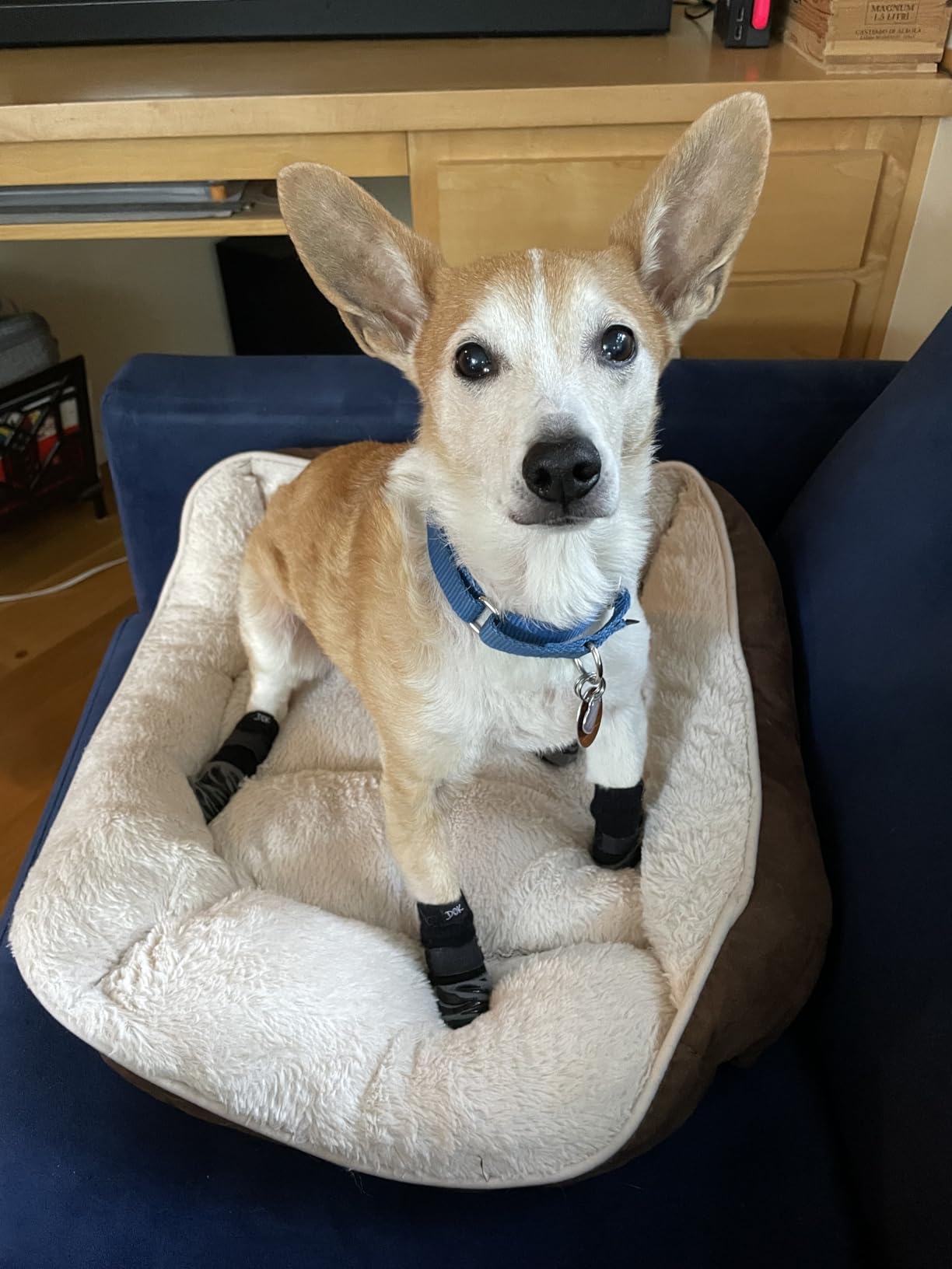 DOK TigerToes Premium Non-Slip Dog Socks for Hardwood Floors - Extra-Thick Grip that Works Even When Twisted - Prevents Licking, Slipping, and Great for Dog Paw Protection - Size Large customer photo 2