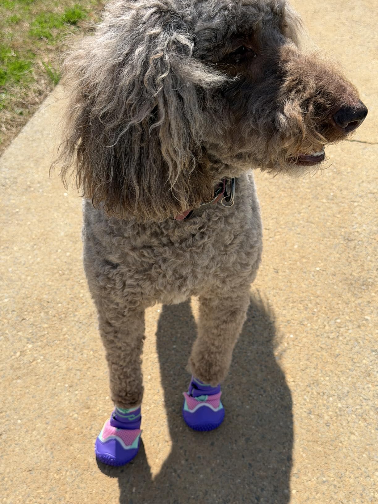 SlowTon Dog Shoes for Large Small Medium Dogs - Breathable Dog Boots for Summer Hot Pavement, Paw Protector for Outdoor Walking Winter Snow, Anti-Slip Rubber Dog Booties for Hardwood Floor (Green, 6) customer photo 2