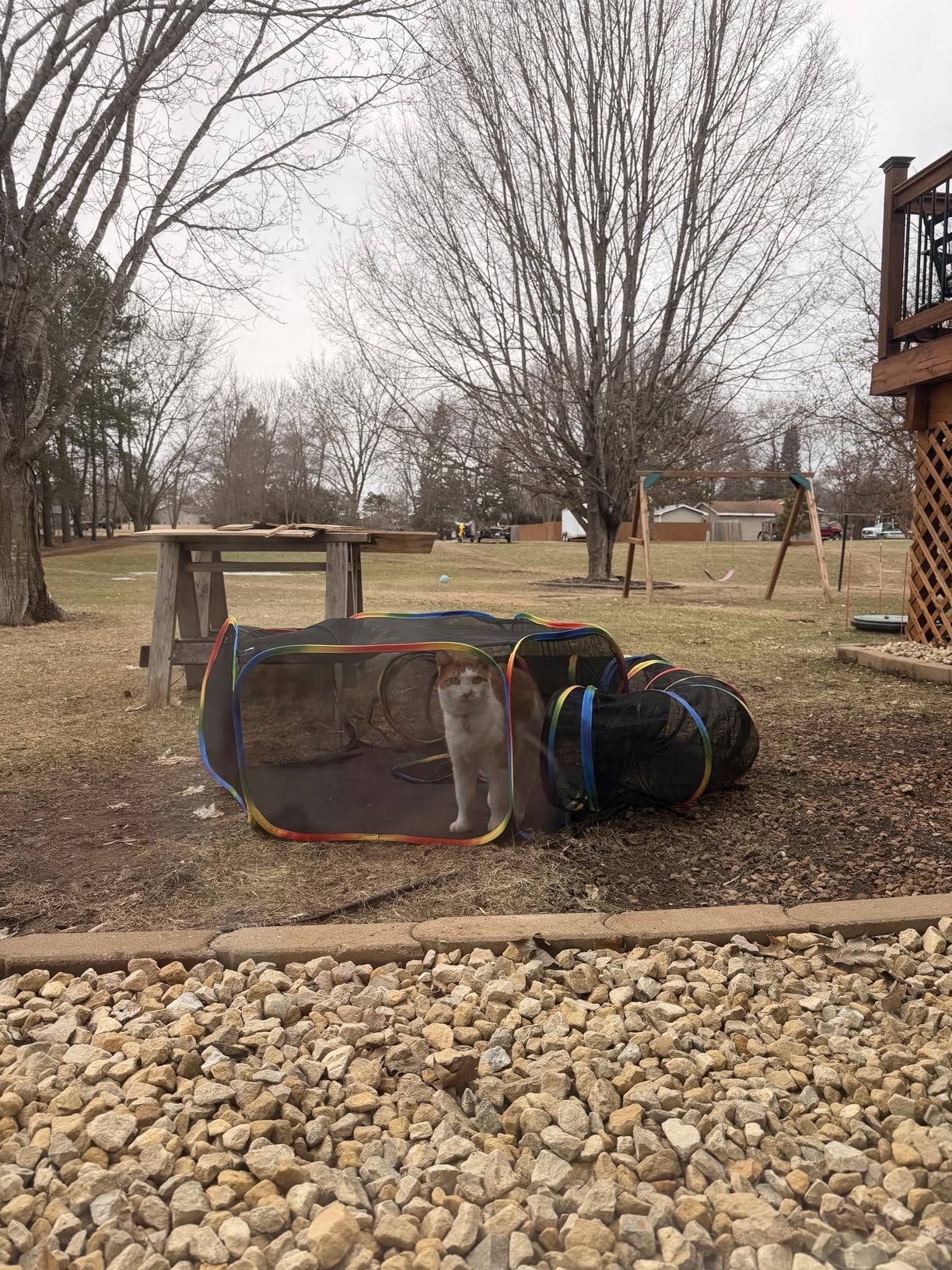 Portable Cat Enclosure - 2-in-1 Outdoor Catio with Tent & Tunnel, Foldable Playpen for Indoor Cats, Includes Storage Bag for Cats & Small Animals Rainbow Color customer photo 1