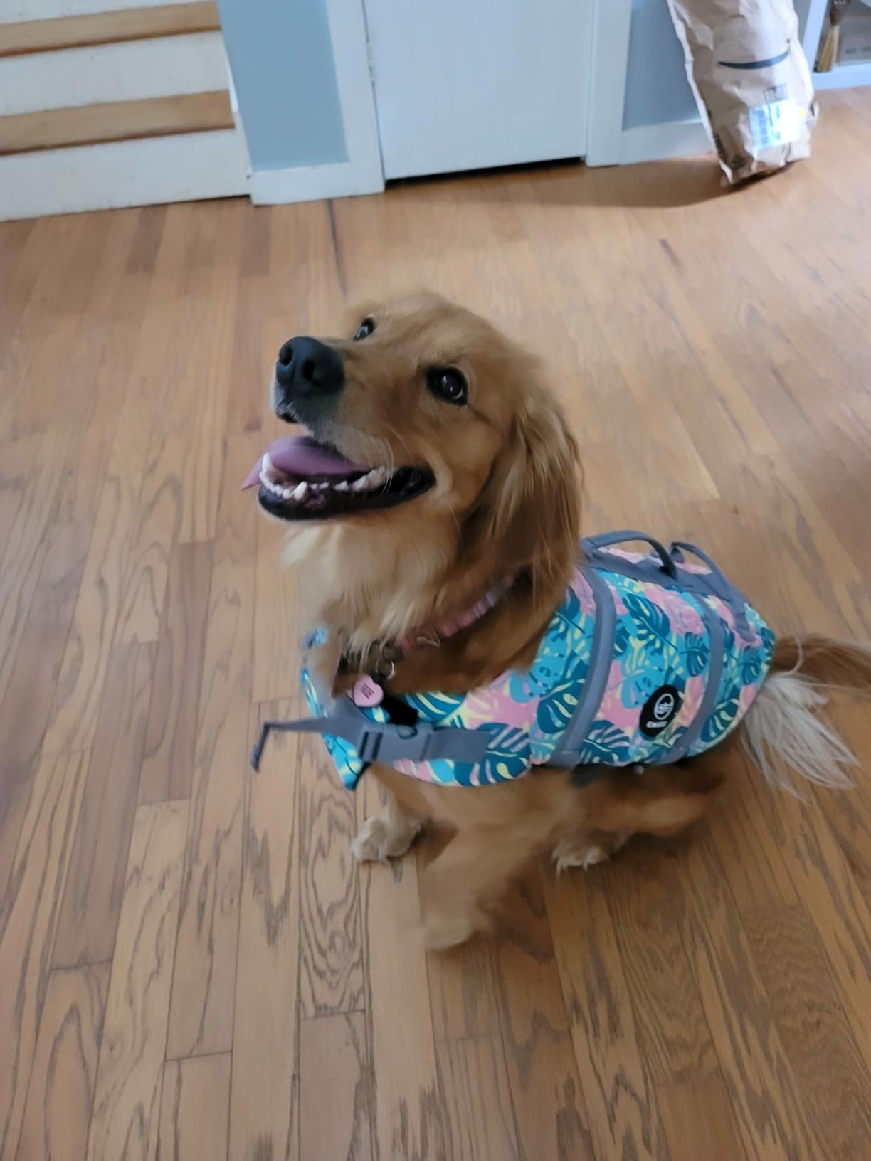 EMUST Dog Life Preserver, Dog Flotation Vest for Swimming, Beach Boating with High Buoyancy, Pet Water Vest for Small/Medium/Large Dogs, M, NewOrange customer photo 2