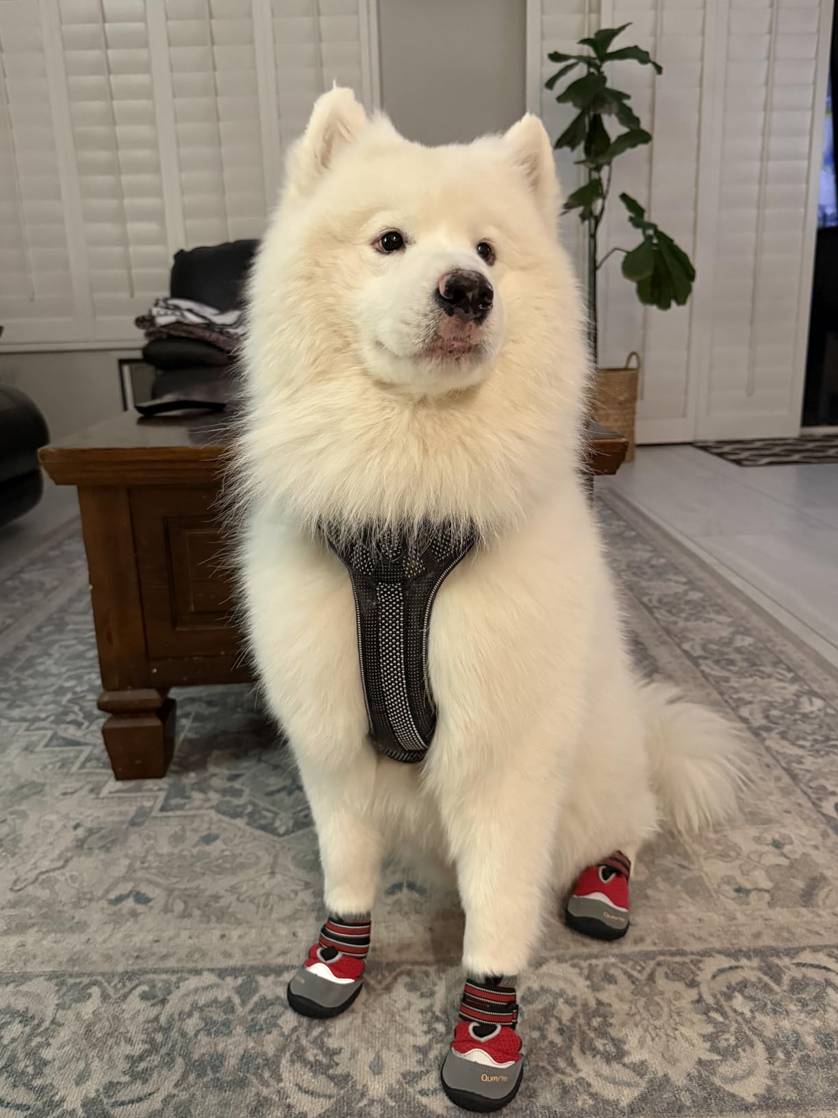 QUMY 4PCS Dog Boots for Large Dogs, Medium Dog Shoes & Paw Protectors for Hot Pavement, Summer Heat Protection, Mesh Breathable Nonslip Dog Booties for Hardfloors, Walking Running Hiking Khaki Size 6 customer photo 2