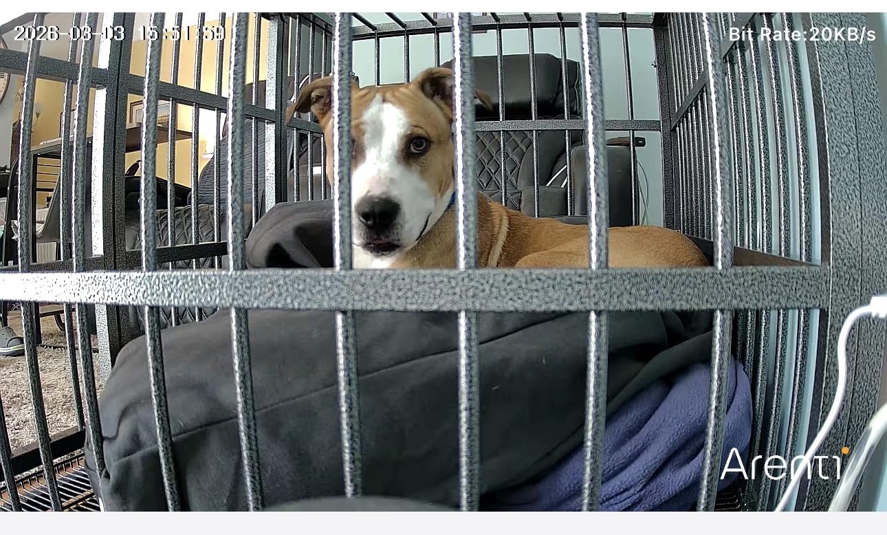 48 inch Heavy Duty Indestructible and Escape-Proof Dog Crate Cage Kennel for Large Dogs, High Anxiety Dog Crate with Removable Wire Trays and Wheels customer photo 1