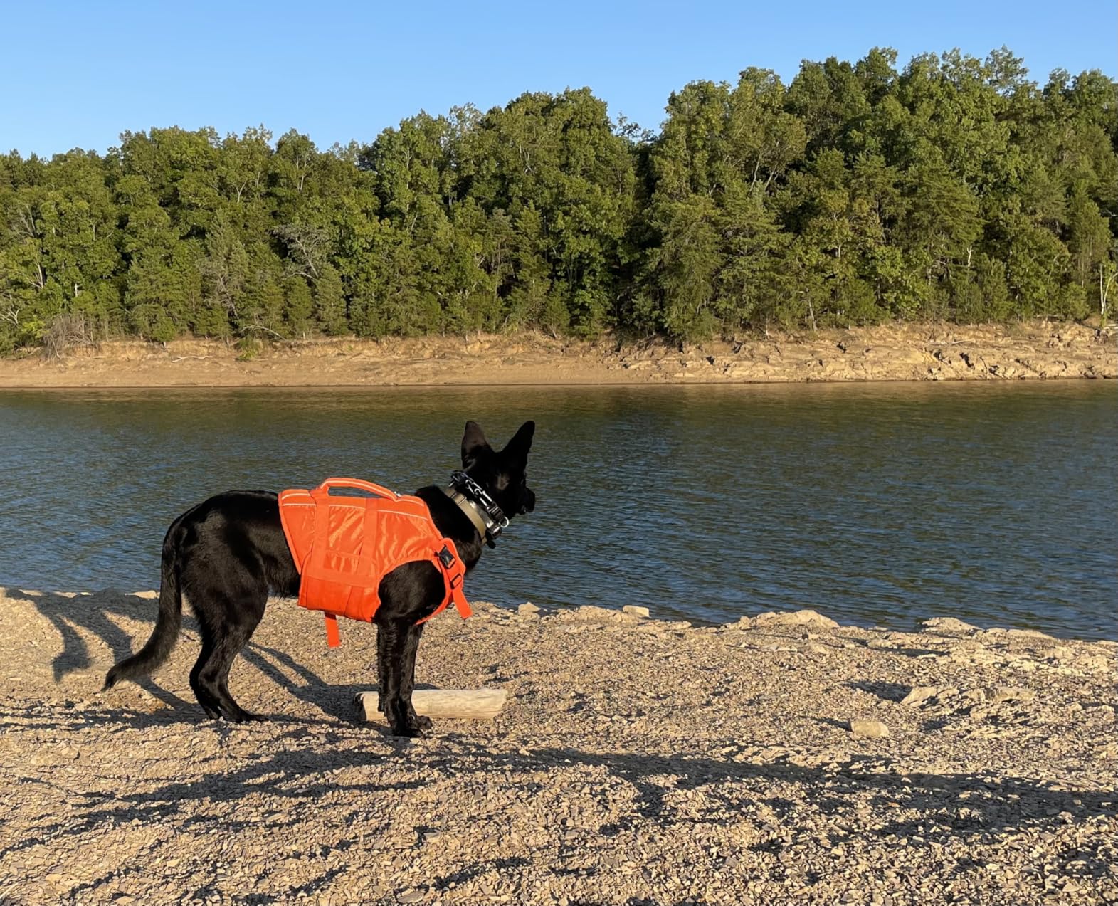 Kuoser Dog Life Jacket High Flotation, Reflective Dogs Life Vest for Swimming Boating, Adjustable Small Medium Large Dog lifejacket, Lightweight Dogs Life Preserver Rescue Handle Spring Summer Pool customer photo 1