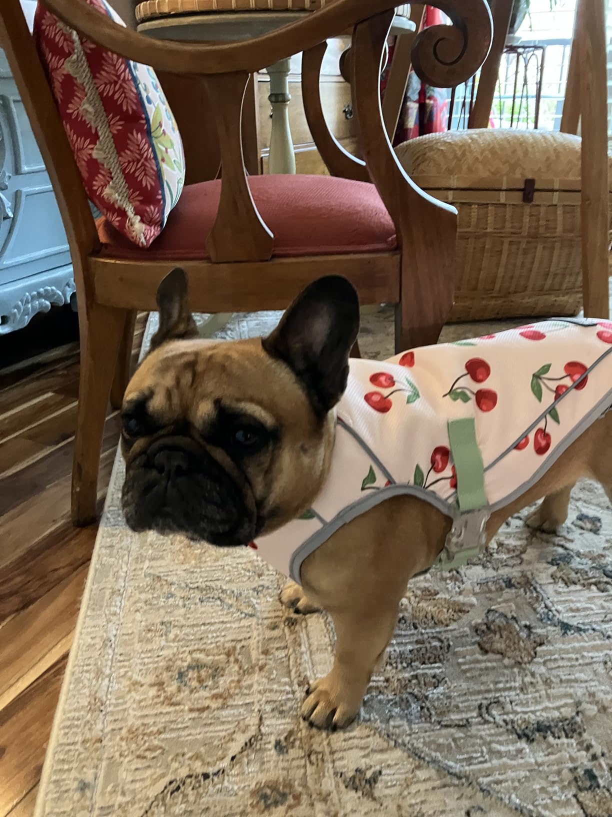Spark Paws Dog Cooling Vest - SPF 50 UV Sun Protection - Summer Heat Relief Gear for Dogs, Lightweight, Evaporative Cooling - Dog Anxiety Relief Vest During Hot Days - Snowcone, XL customer photo 1