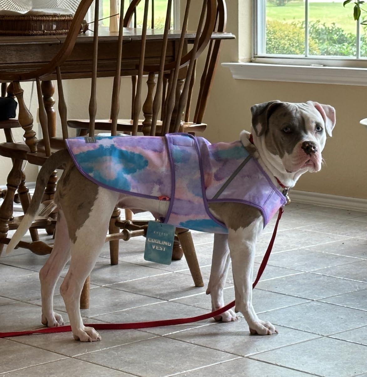 Spark Paws Dog Cooling Vest - SPF 50 UV Sun Protection - Summer Heat Relief Gear for Dogs, Lightweight, Evaporative Cooling - Dog Anxiety Relief Vest During Hot Days - Snowcone, XL customer photo 2