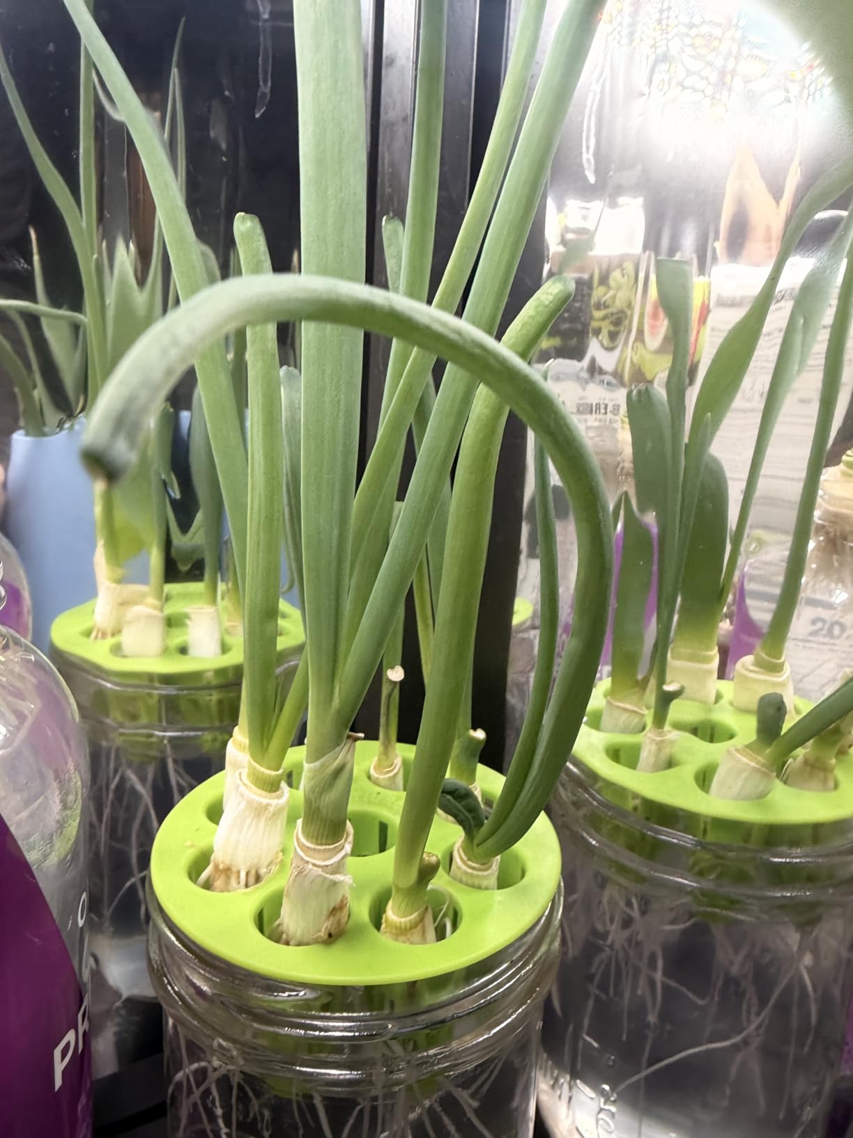 Premium Seed Sprouting Kit & Green Onion Regrower - 2 Wide-Mouth Mason Jars with Sprout Lids, Stainless Stand, Drain Tray, Blackout Sleeves & Cleaning Brush for Broccoli, Alfalfa & Mung Beans customer photo 1