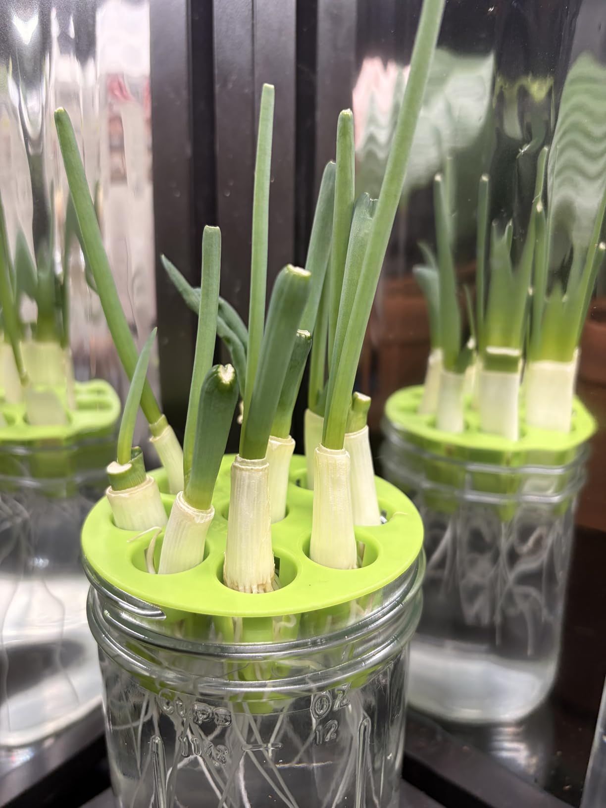 Premium Seed Sprouting Kit & Green Onion Regrower - 2 Wide-Mouth Mason Jars with Sprout Lids, Stainless Stand, Drain Tray, Blackout Sleeves & Cleaning Brush for Broccoli, Alfalfa & Mung Beans customer photo 2