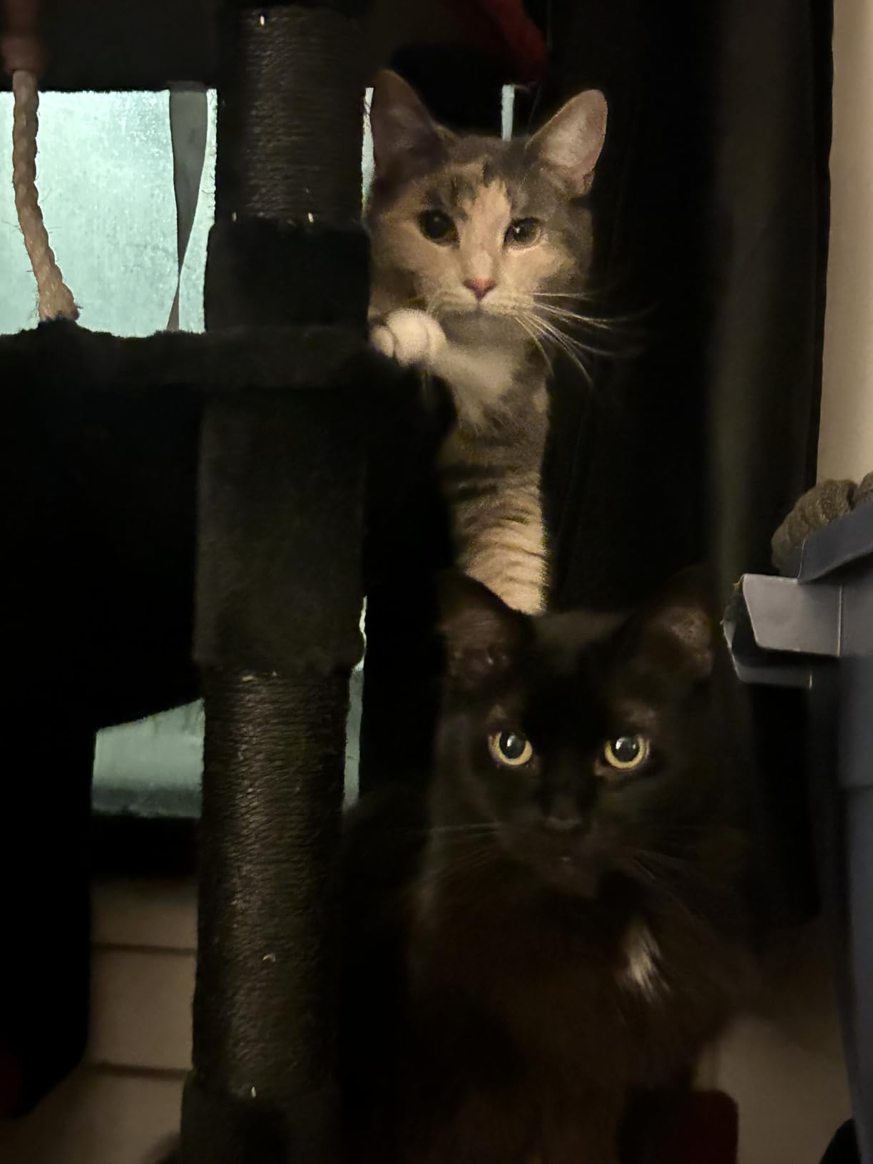 Gitelsnour Cat Tree, Cat Tower for Large Cats with 2 Big Platforms, 2 Baskets, condo and Toys, 63