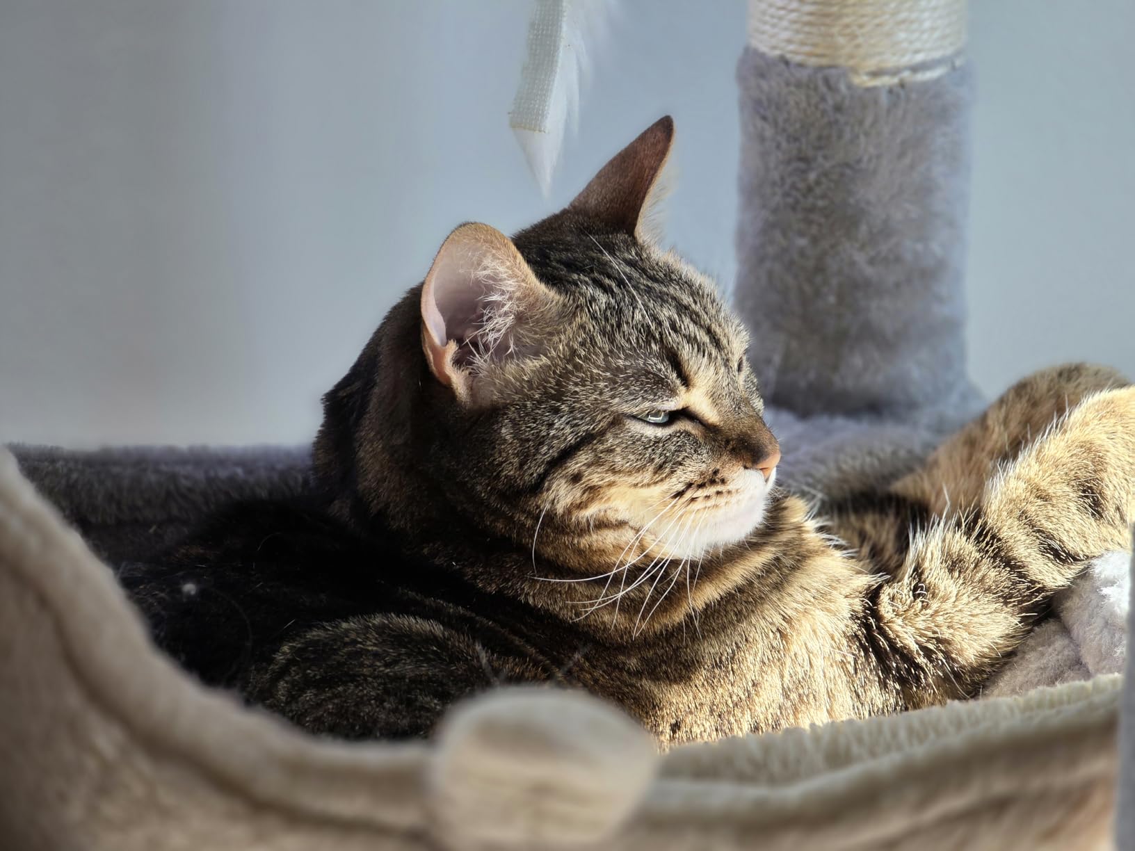 Globlazer Heavy Duty Cat Tree, 70 inch Sturdy Cat Tree for Indoor Cats Extra Large Cat Tower with Scratching Post, Hammock, Cat Condo for Adult Cats Kittens, F70 Pro, Dark Grey customer photo 1