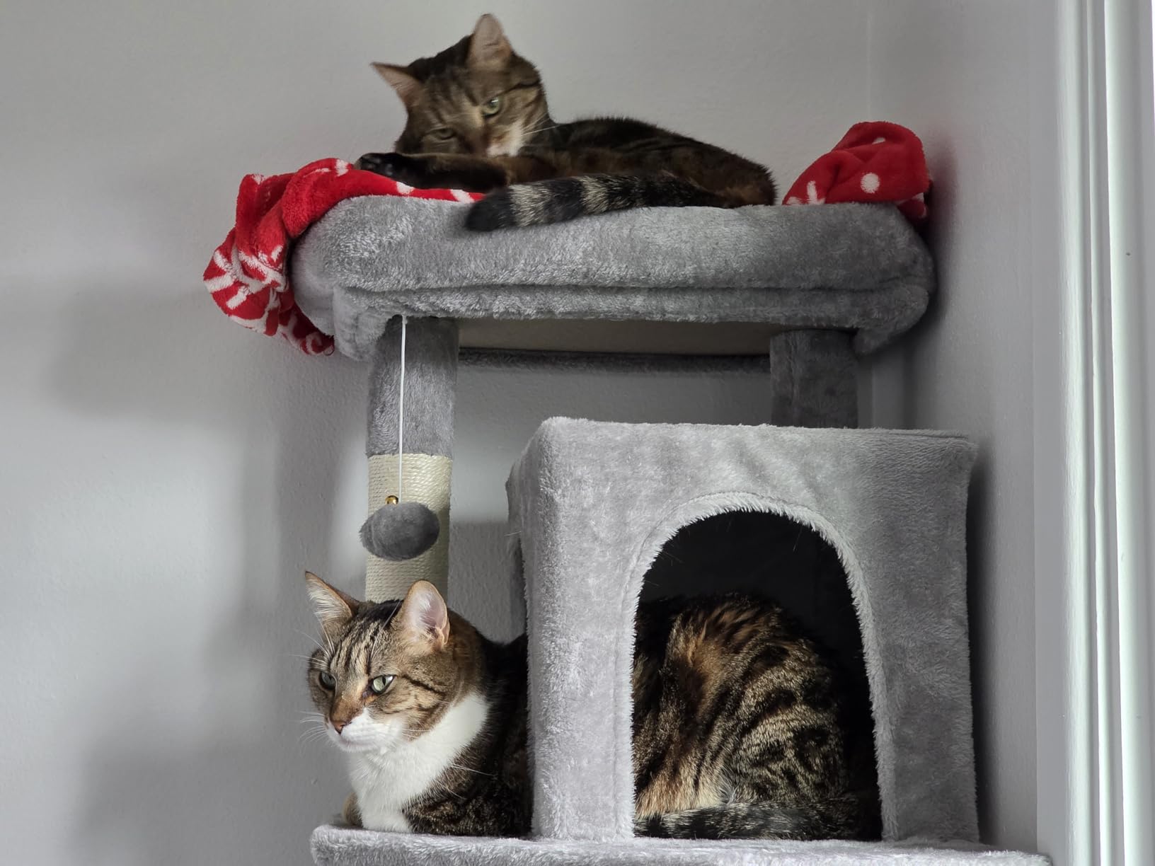 Globlazer Heavy Duty Cat Tree, 70 inch Sturdy Cat Tree for Indoor Cats Extra Large Cat Tower with Scratching Post, Hammock, Cat Condo for Adult Cats Kittens, F70 Pro, Dark Grey customer photo 2