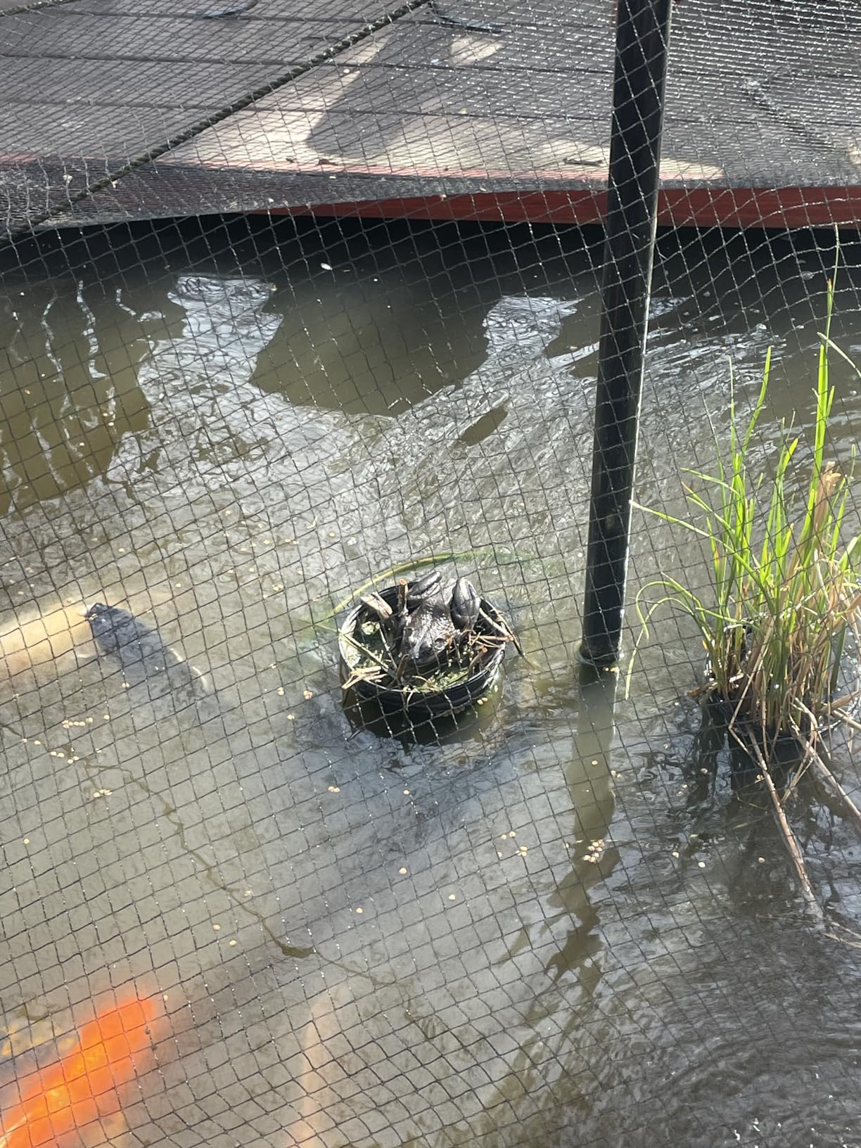 SUNSUN CBF-350 Bio Gravity Pond Filter Up to 1500 Gallon customer photo 2