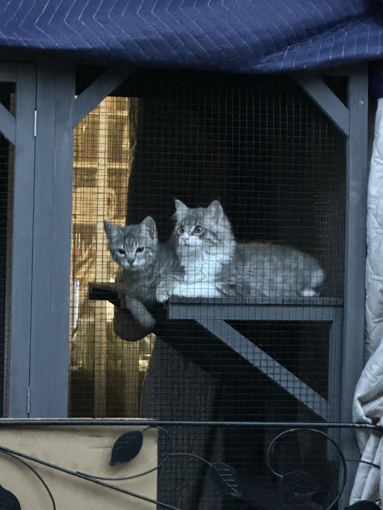 Aivituvin Catio Outdoor Cat Enclosure with 7 Platforms, 2 Resting Boxes, Large Window Cat House for 4-6 Multiple Cats Walk in Kitty Cage with Weatherproof Tarp Roof 70