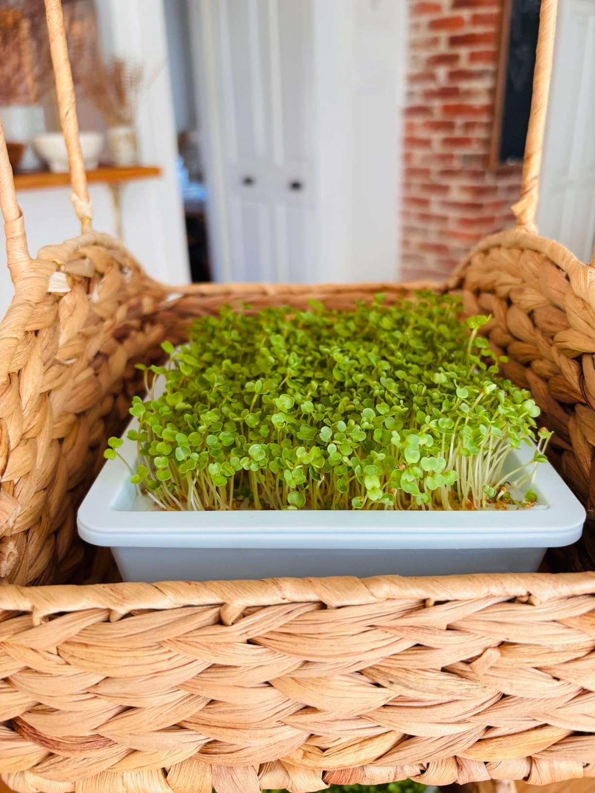 Sproutlet Self-Watering Microgreens Growing Kit - Easy Indoor Garden for Fresh Microgreens in Days - Reusable Trays, Organic Seeds & Grow Mats - No Soil, No Mess (Pearl, 3-Pack) customer photo 2