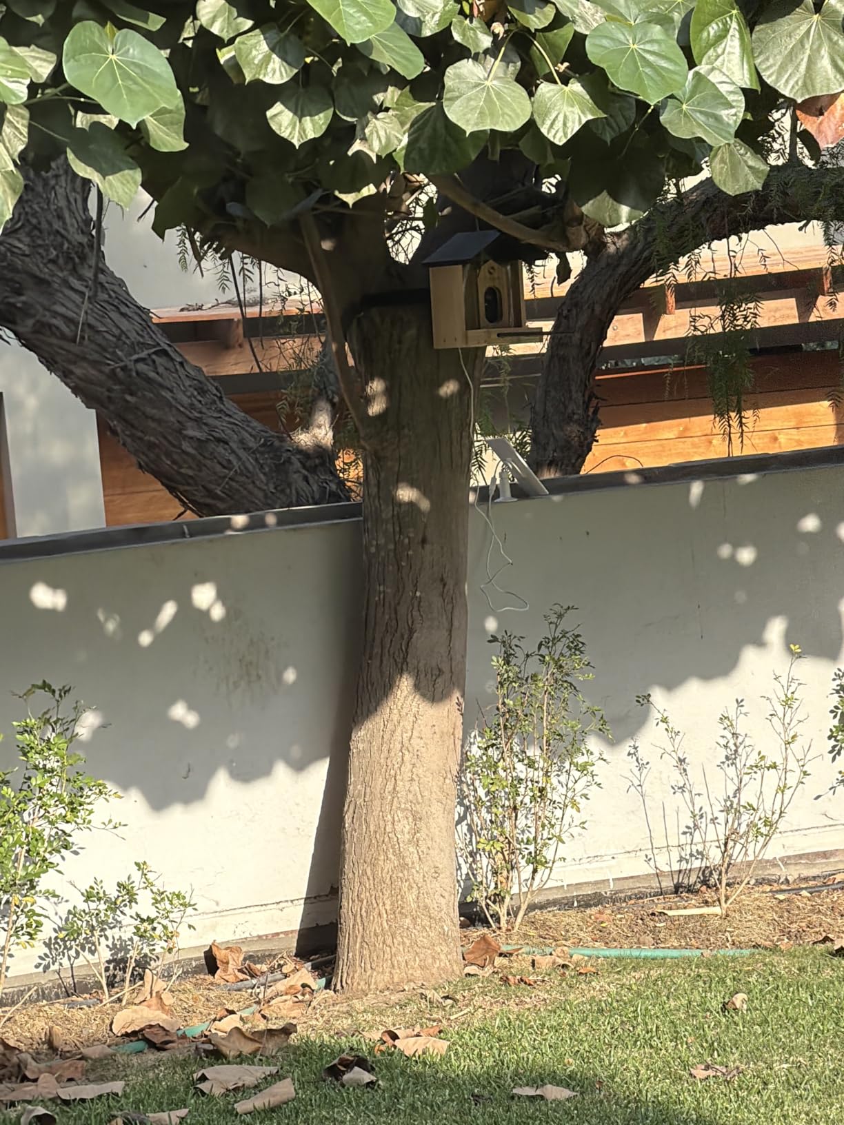 TT Nature Bird Feeder with Camera, Upgraded 1.5L Smart Birdhouse AI Identify for 10000 Plus Species, Auto Capture & Real-time Notifications customer photo 1