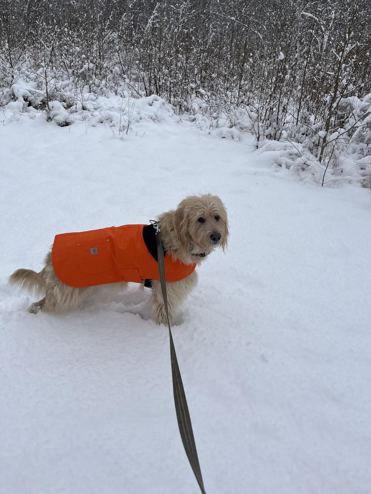 Carhartt Firm Duck Insulated Dog Chore Coat, Durable Weather Resistant Jacket for Cold and Windy Conditions, Deep Wine, Large customer photo 1