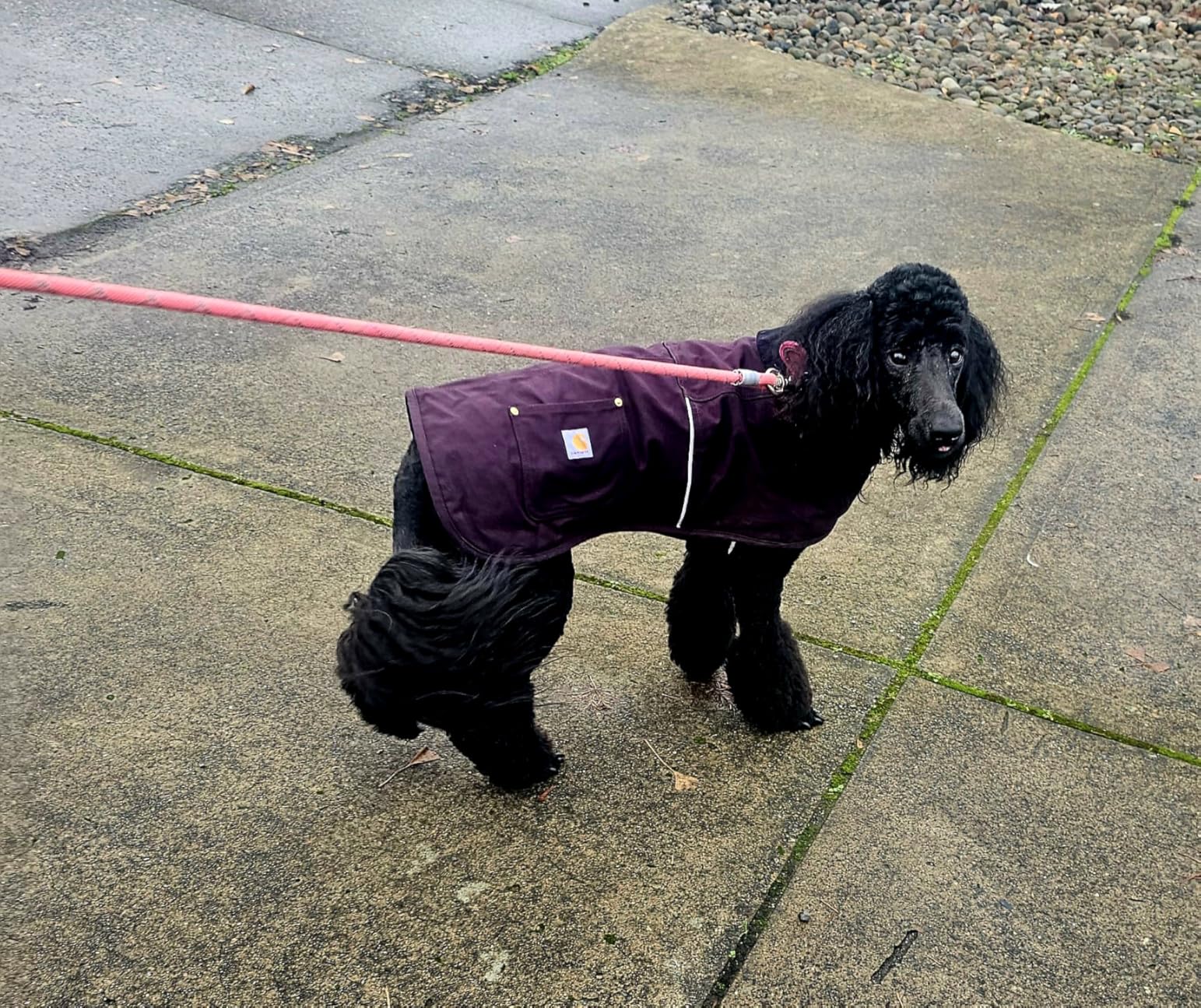 Carhartt Firm Duck Insulated Dog Chore Coat, Durable Weather Resistant Jacket for Cold and Windy Conditions, Deep Wine, Large customer photo 2