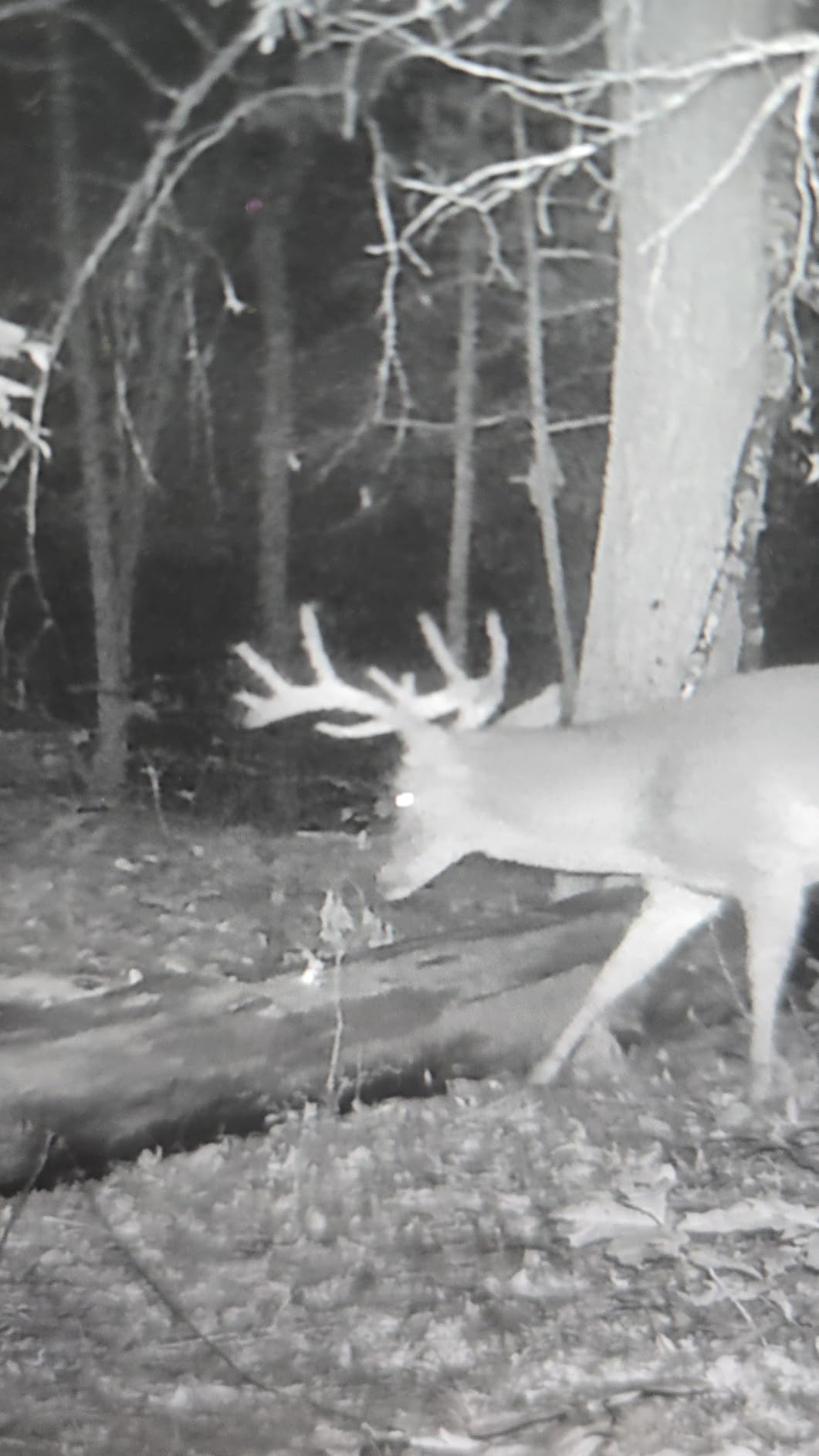 GardePro A50 Trail Camera (Non-Cellular, Non-WiFi), True 4K Video, 0.1s Trigger, 100ft No-Glow Night Vision, Motion Activated Wildlife Camera customer photo 1