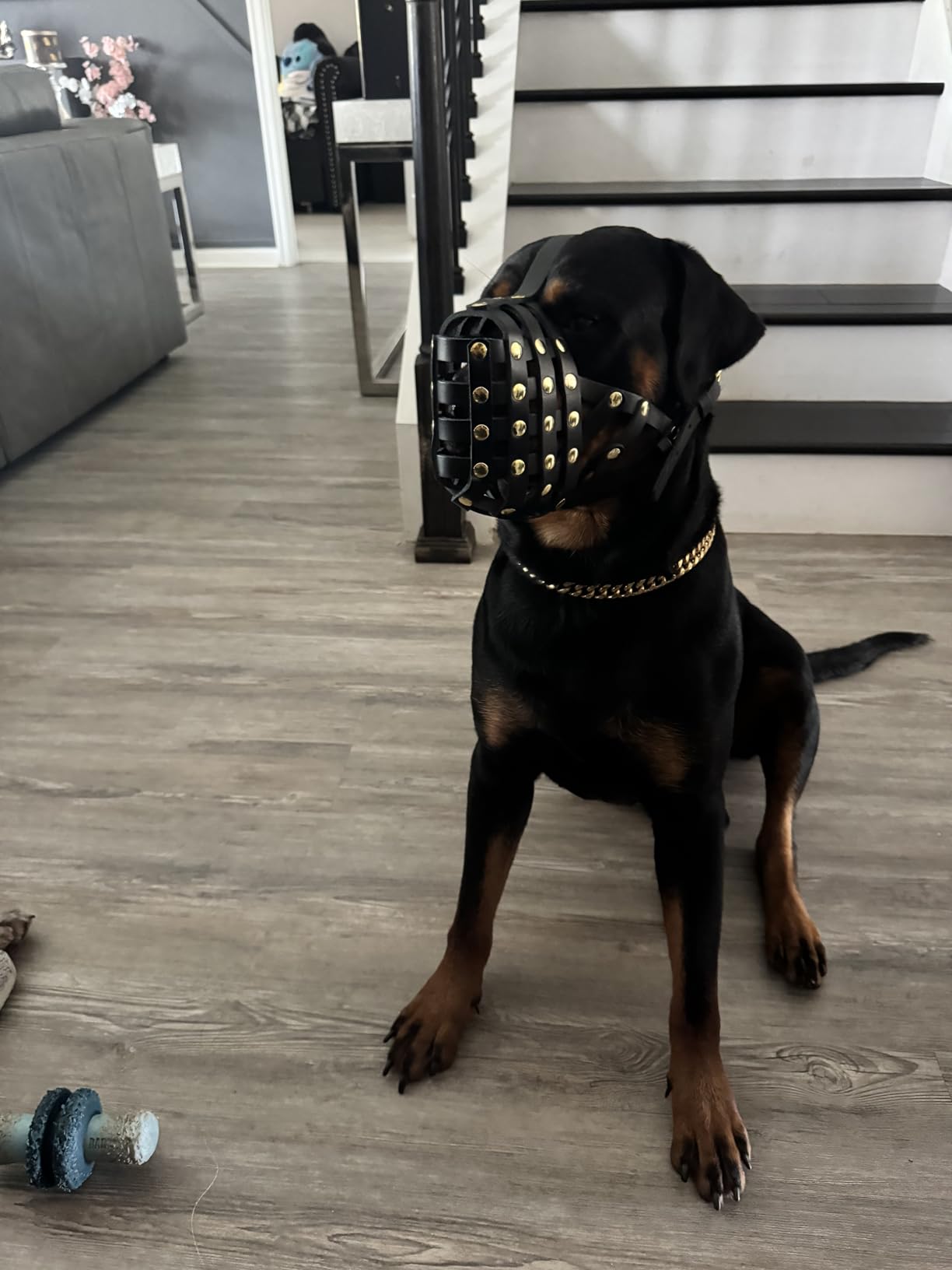 OOPSDOGGY Rottweiler Dog Muzzle for Large Dogs - Leather Breathable Secure Basket Muzzle for Large Breeds Prevents Biting No Chewing Adjustable (Black) customer photo 1