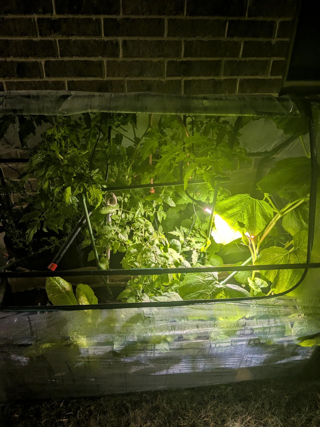 Ahopegarden Indoor Garden Hydroponics Growing System Kit: 66 Pods Plant Herb Garden Germination Kit with LED Grow Light, 30L Large Capacity Kitchen Hydroponics Planter customer photo 2