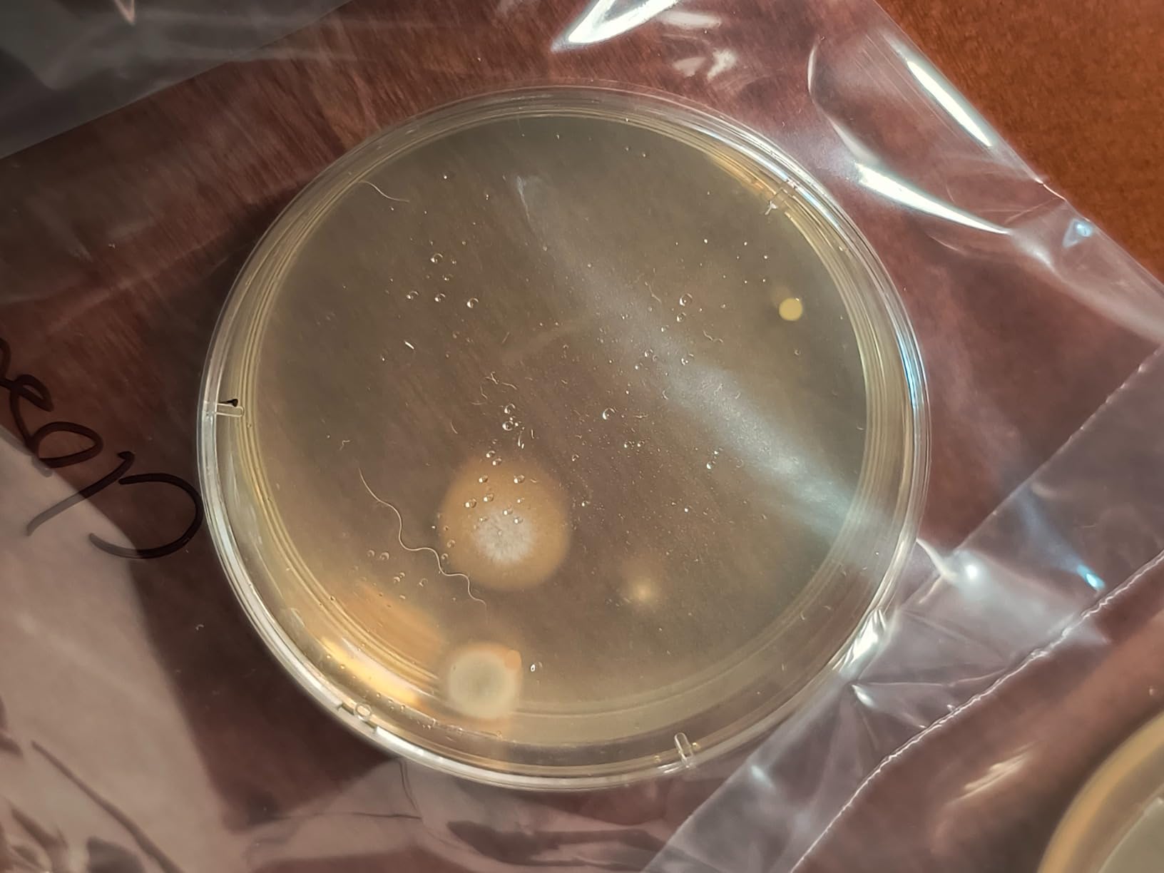 anlab Mold Test Kit for Home - Do It Yourself Home Mold Detector | Test HVAC System | Home Surfaces | Indoor Air Quality Testing Kit - Identification Guide Included - Sealed Separately (Items of 3) customer photo 2