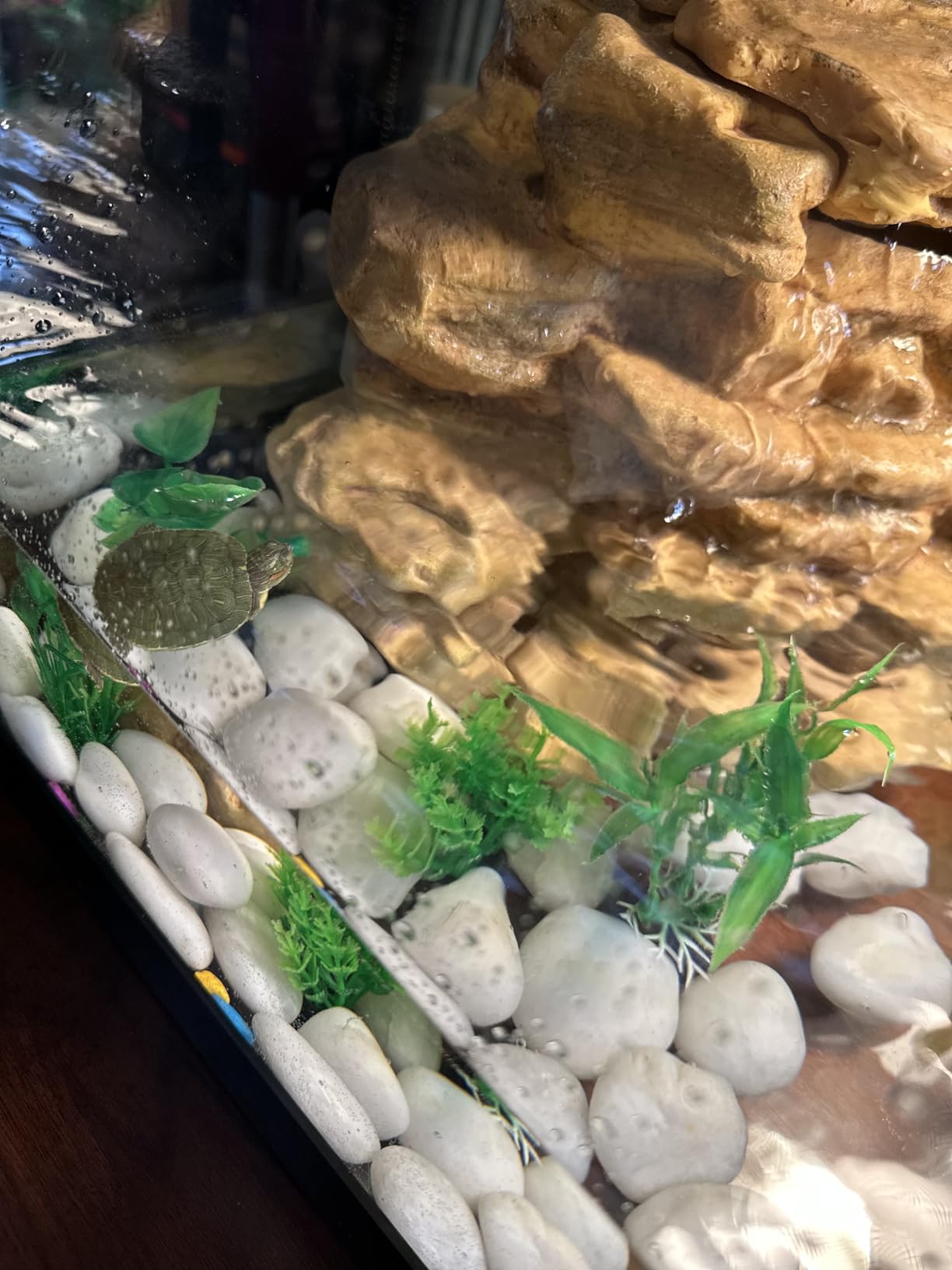 Tetra ReptoHabitat Kit for Aquatic Reptiles and Amphibians, 15 Gallons, Create a Home for Aquatic Juvenile Turtles, Frogs, Newts and Salamanders, 24.4 x 12.5 x 12.7 inches customer photo 2