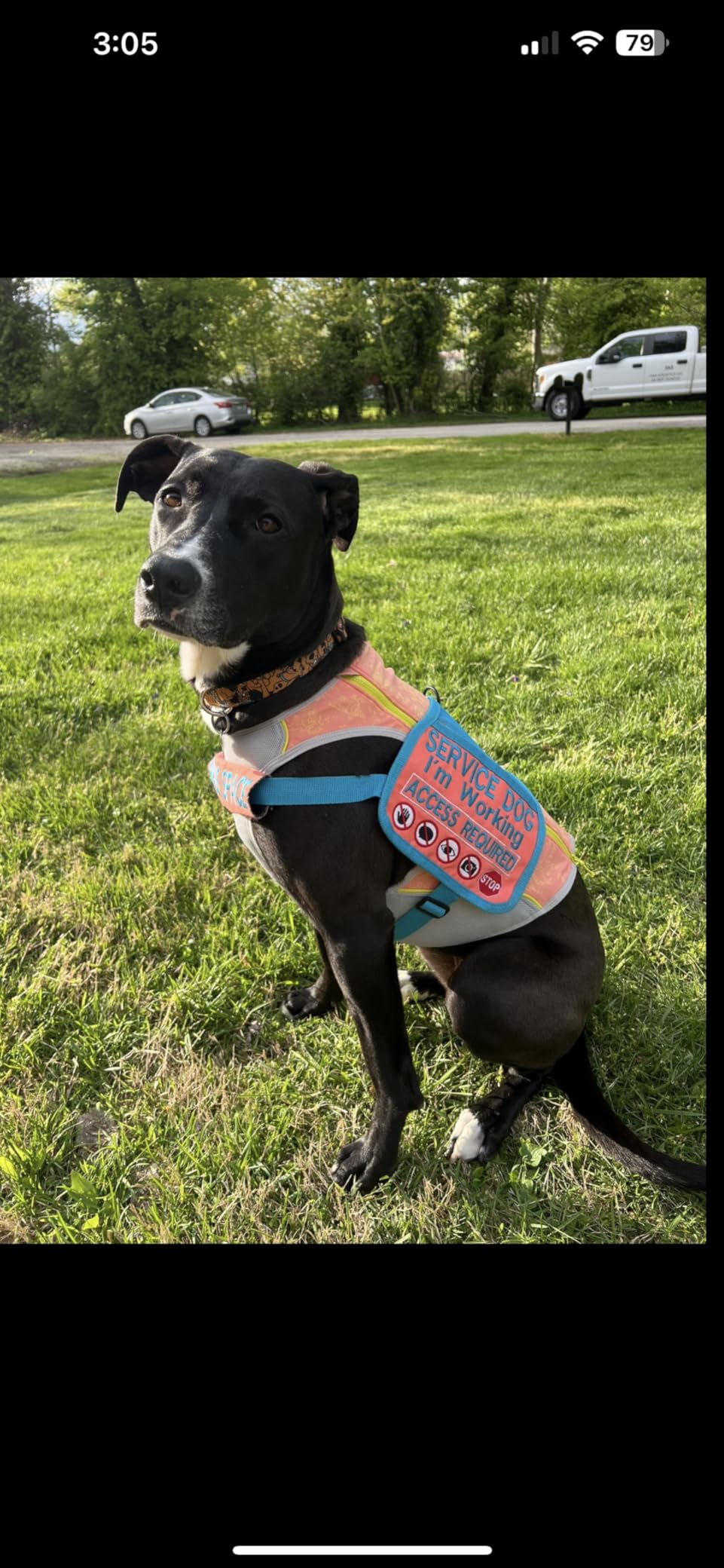 Ruffwear, Swamp Cooler Zip Dog Vest, Evaporative Cooling for Hot Weather, Graphite Gray, Large customer photo 2