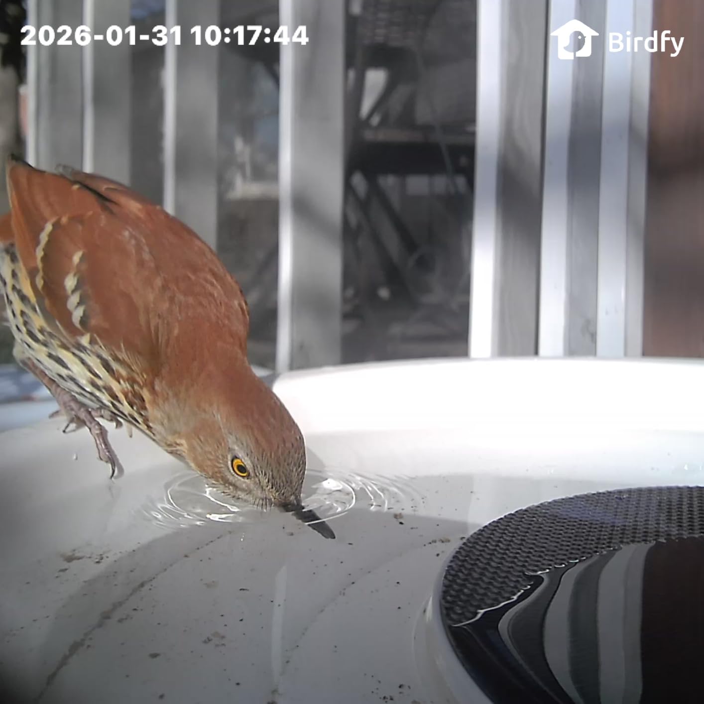 Birdfy Smart Bird Bath with Camera Solar Powered & Fountain, Dual-Lens Camera for Wildbird Watching, Auto Capture Bird Videos & Motion Detection - AI by Subscription (Blue) customer photo 1