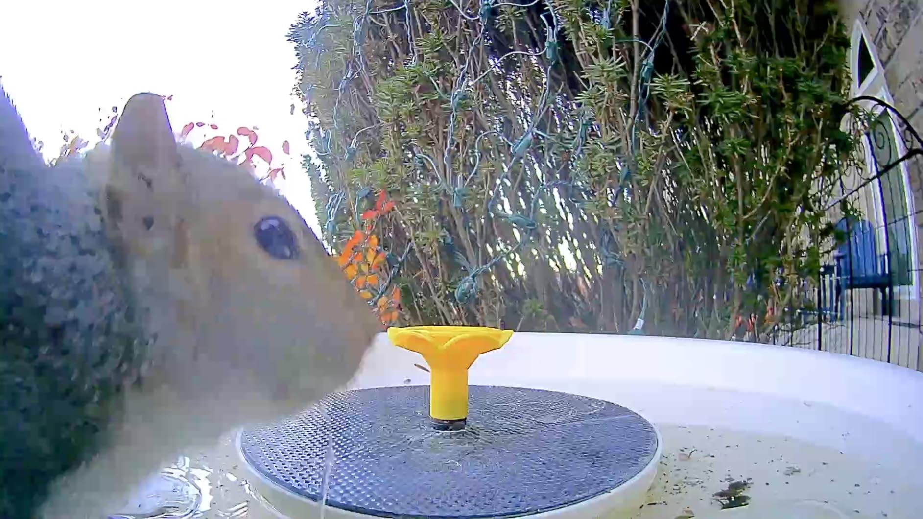 Birdfy Smart Bird Bath with Camera Solar Powered & Solar Fountain & Stand, Dual-Lens Camera for Bird Watching, Auto Capture Bird Videos & AI Identify, Ideal Present for Bird Lover customer photo 1
