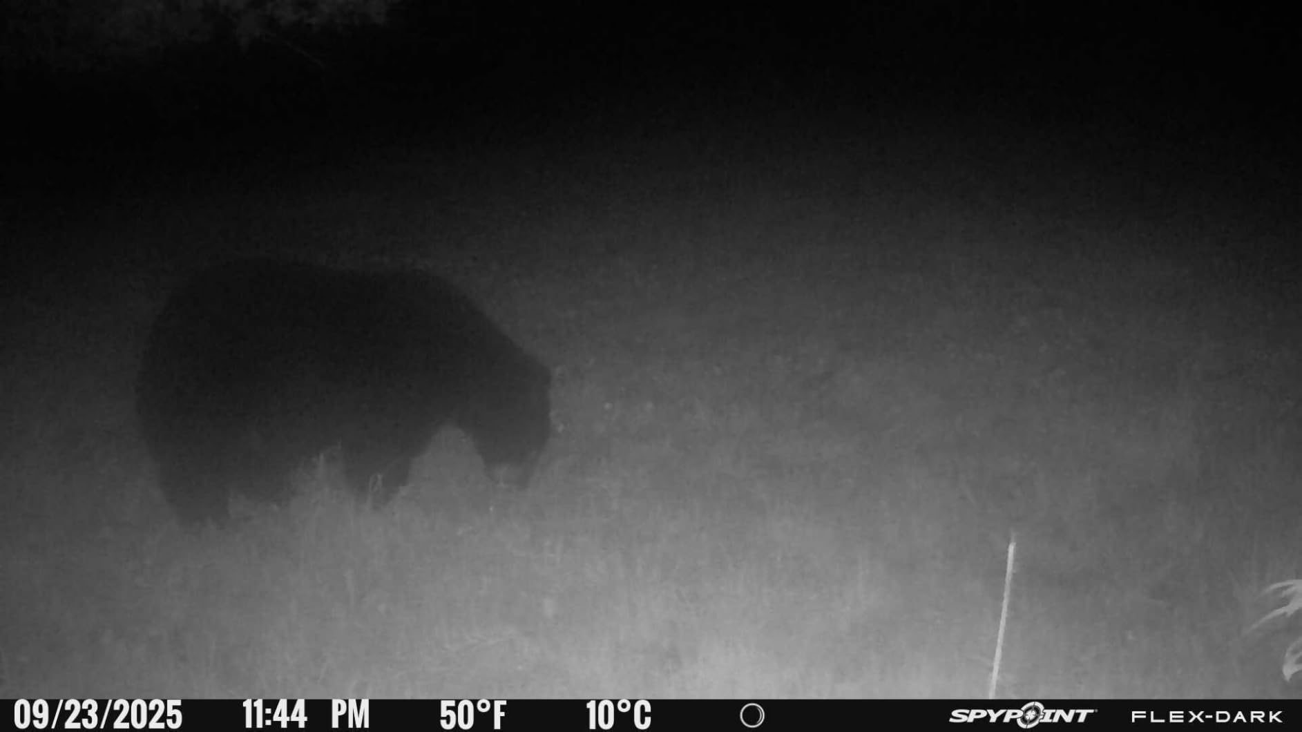 SPYPOINT Flex-Dark Twin Pack Cellular Trail Camera, 40MP Photos, 1080p Video + Sound, No-Glow Game Camera, Hunting Night Vision, Motion Activated, 100ft Detection, No WiFi Needed Trail Cam customer photo 1