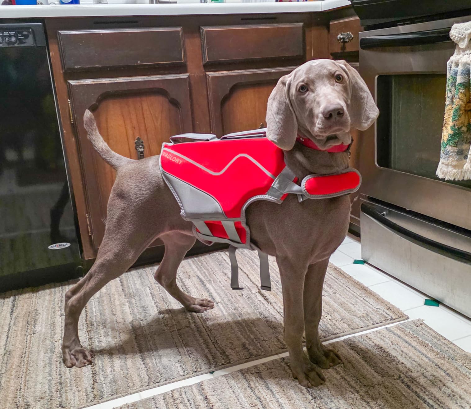 VIVAGLORY Neoprene Dog Life Vest, Dog Life Jacket for Swimming & Boating, Lightweight & Buoyancy for Puppy Doggy, Swimming Vest with Handle, M, Sky Blue customer photo 2